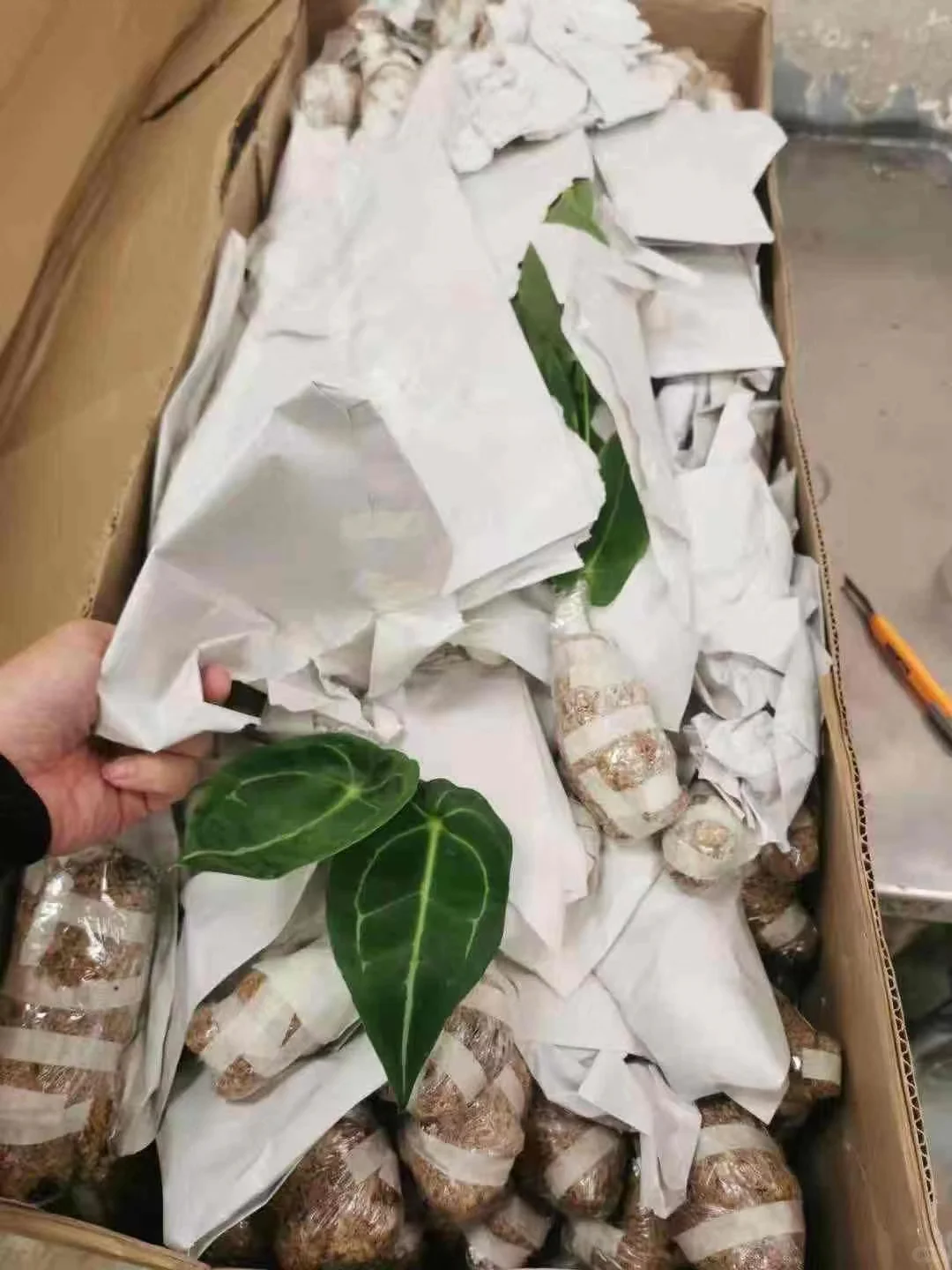 国外蔬菜种子无单证进口