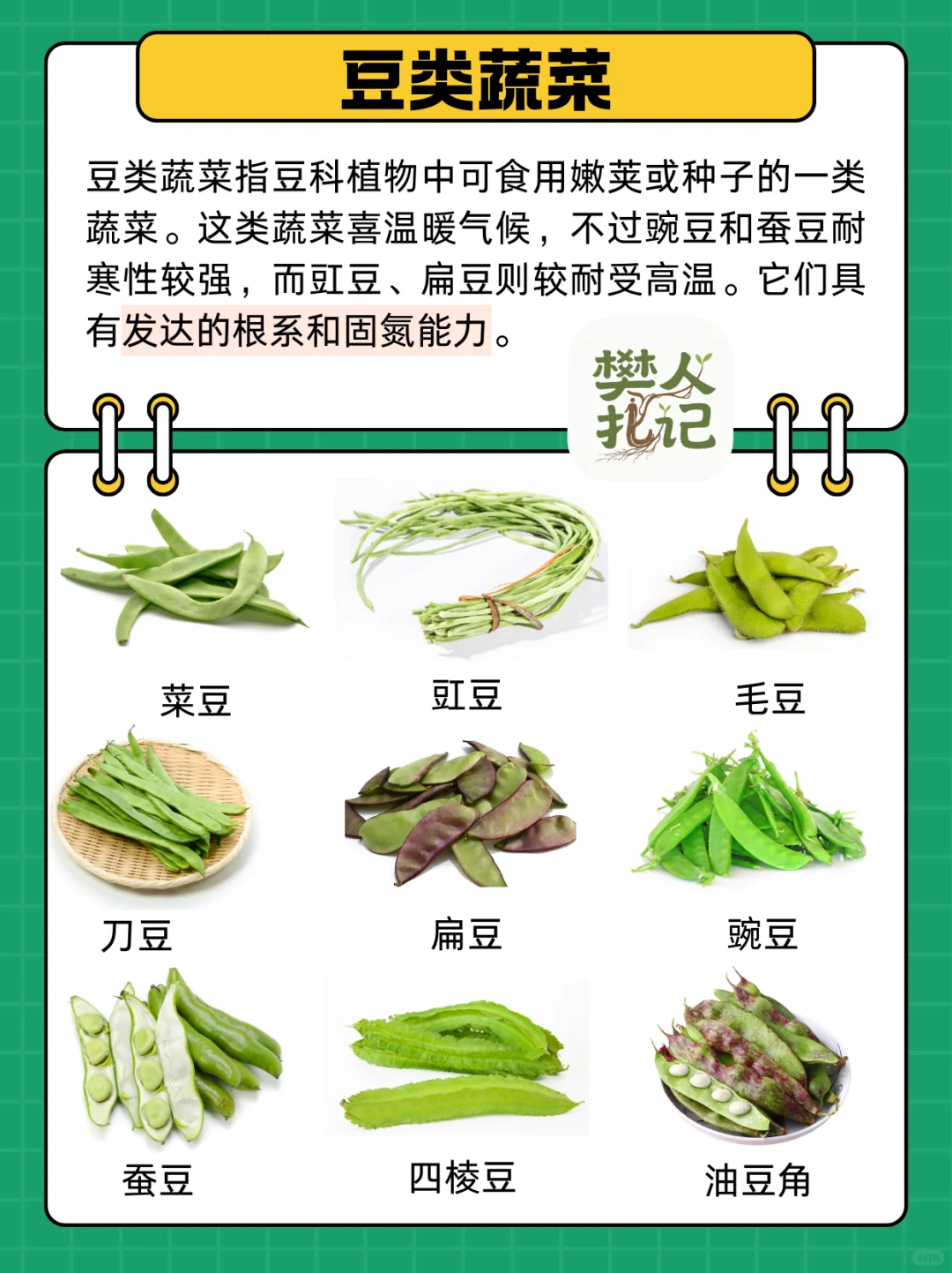 不知道种什么菜❓蔬菜清单看这里（上）