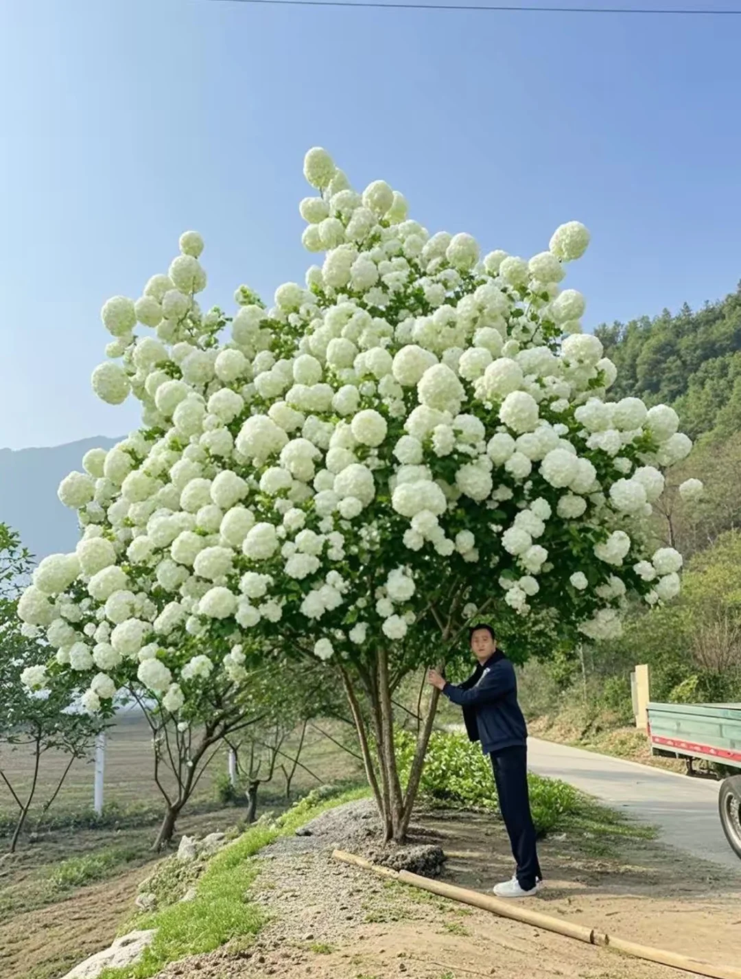 木绣球古树地景，最好的资源