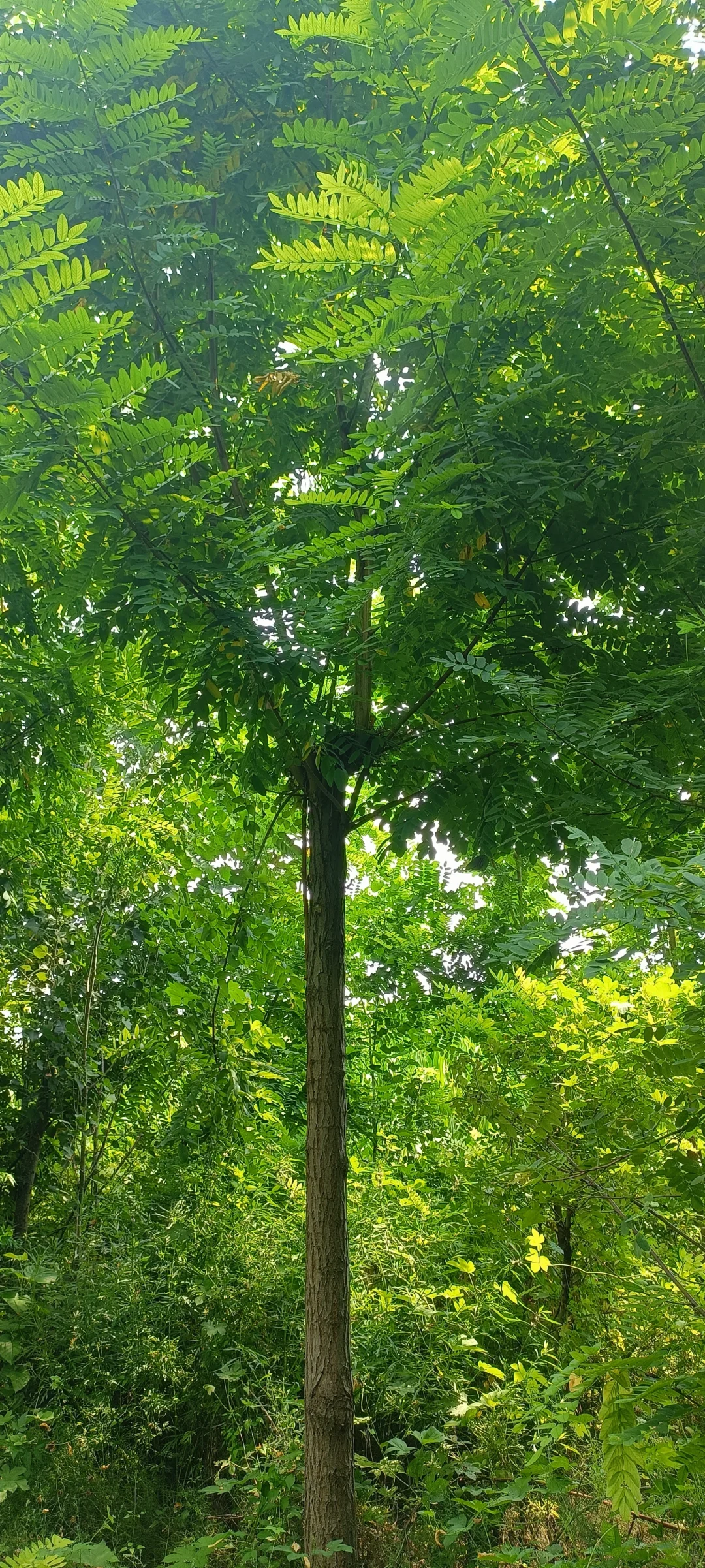 千亩绿化树，绿化苗木