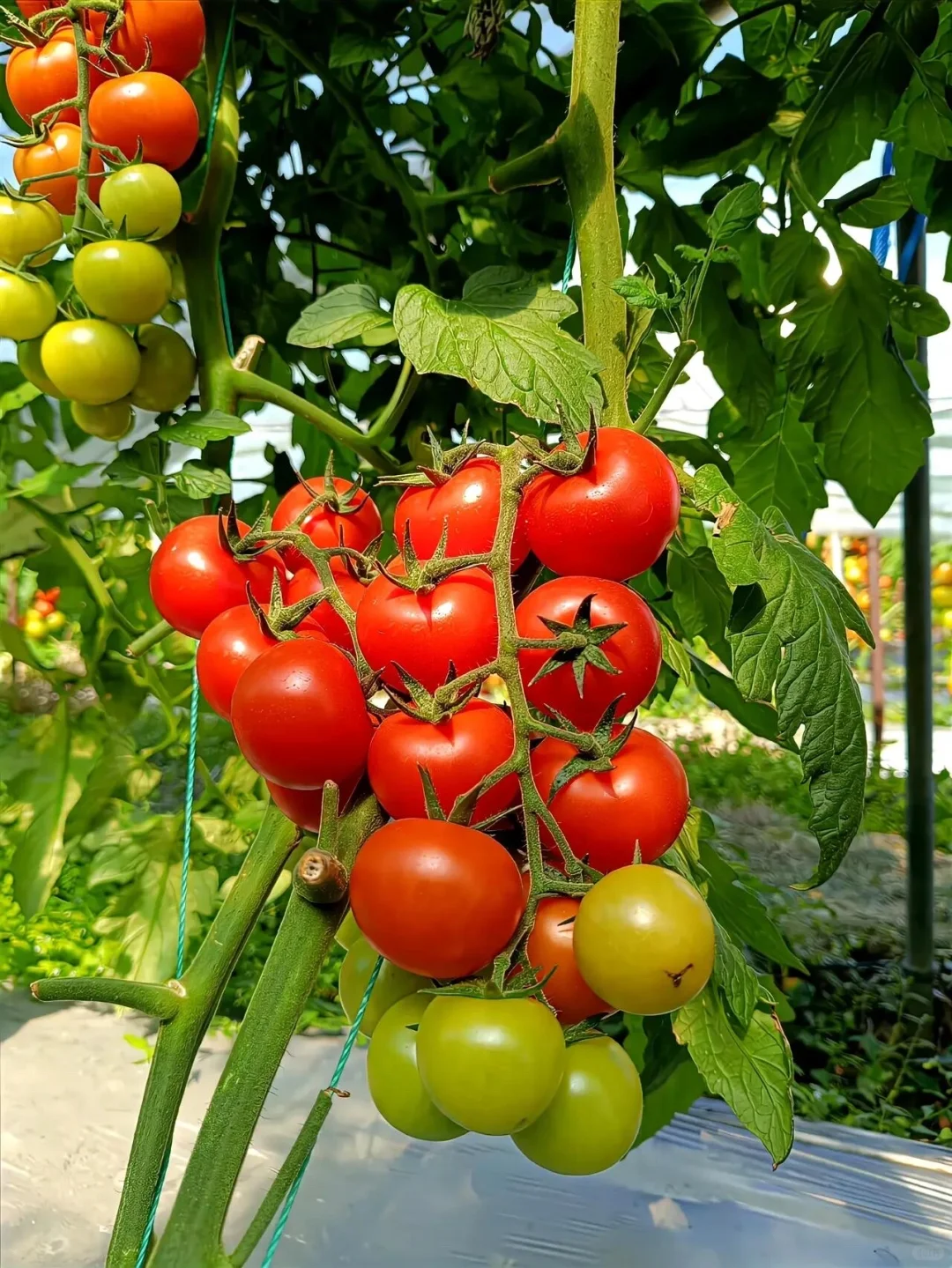 逃离内卷，来当“城市农夫”