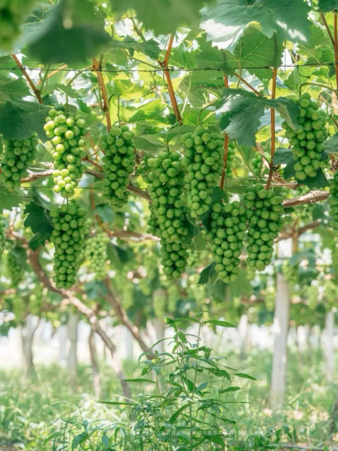 新农人必看！?表演?压力轻松YIN流