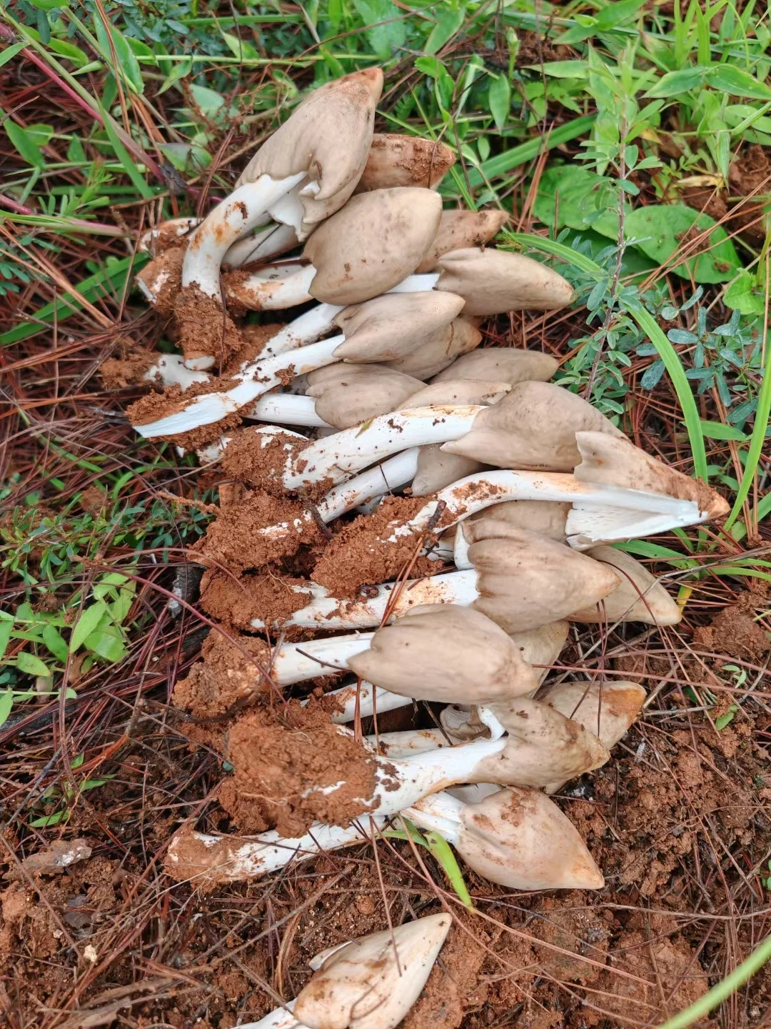 这些年种植菌类的心酸与苦辣,只有其中人懂