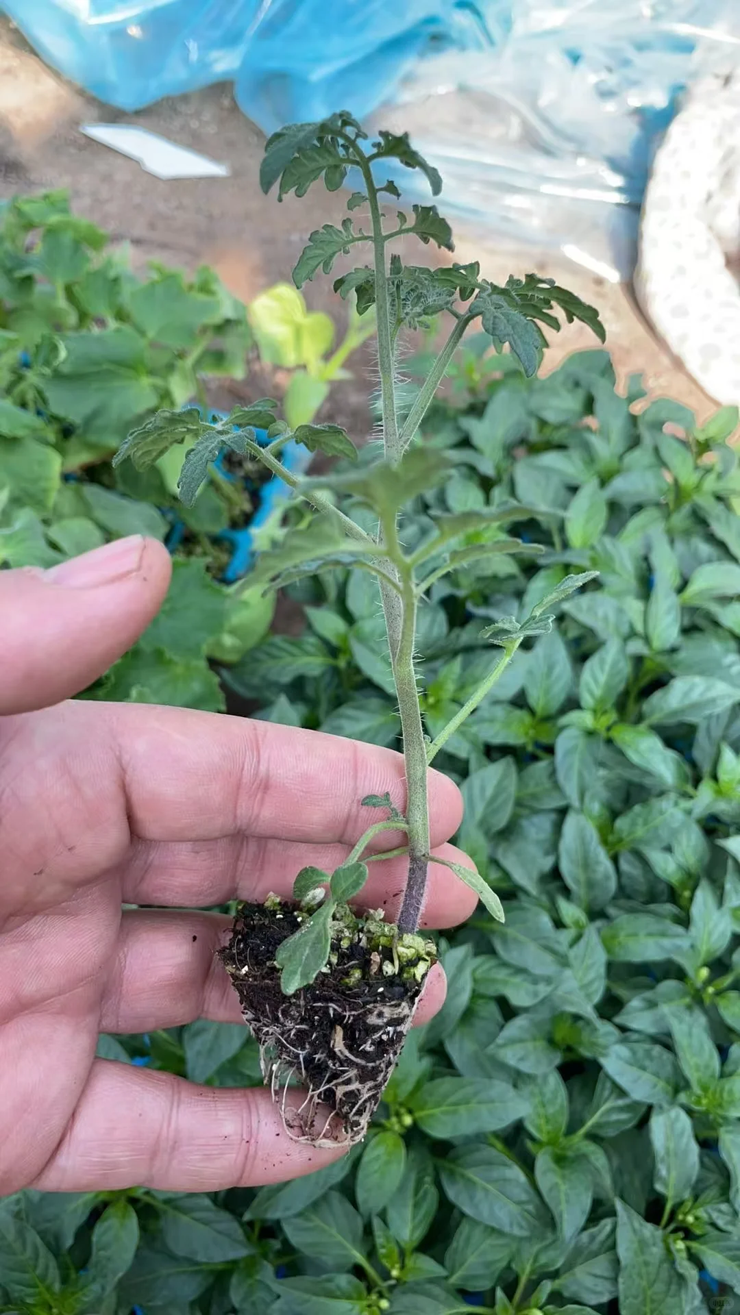 合集⭐蔬菜苗6.8?到手6株‼️58个品种可选✅