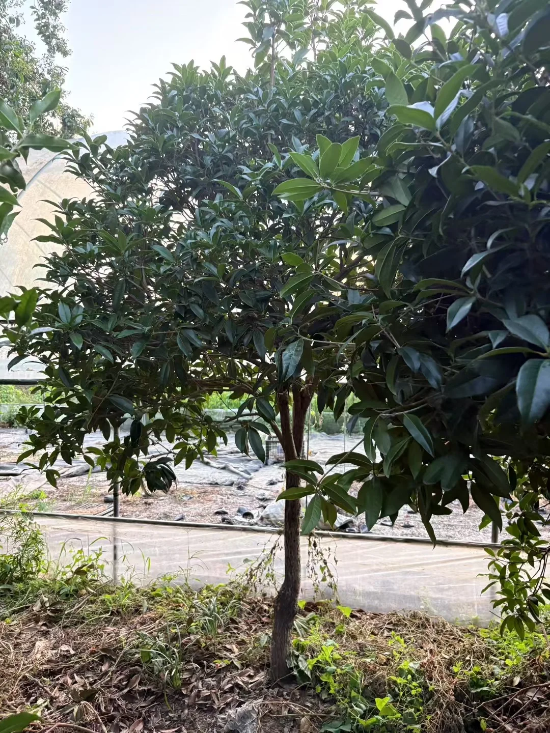 喜欢桂花的可以入手了