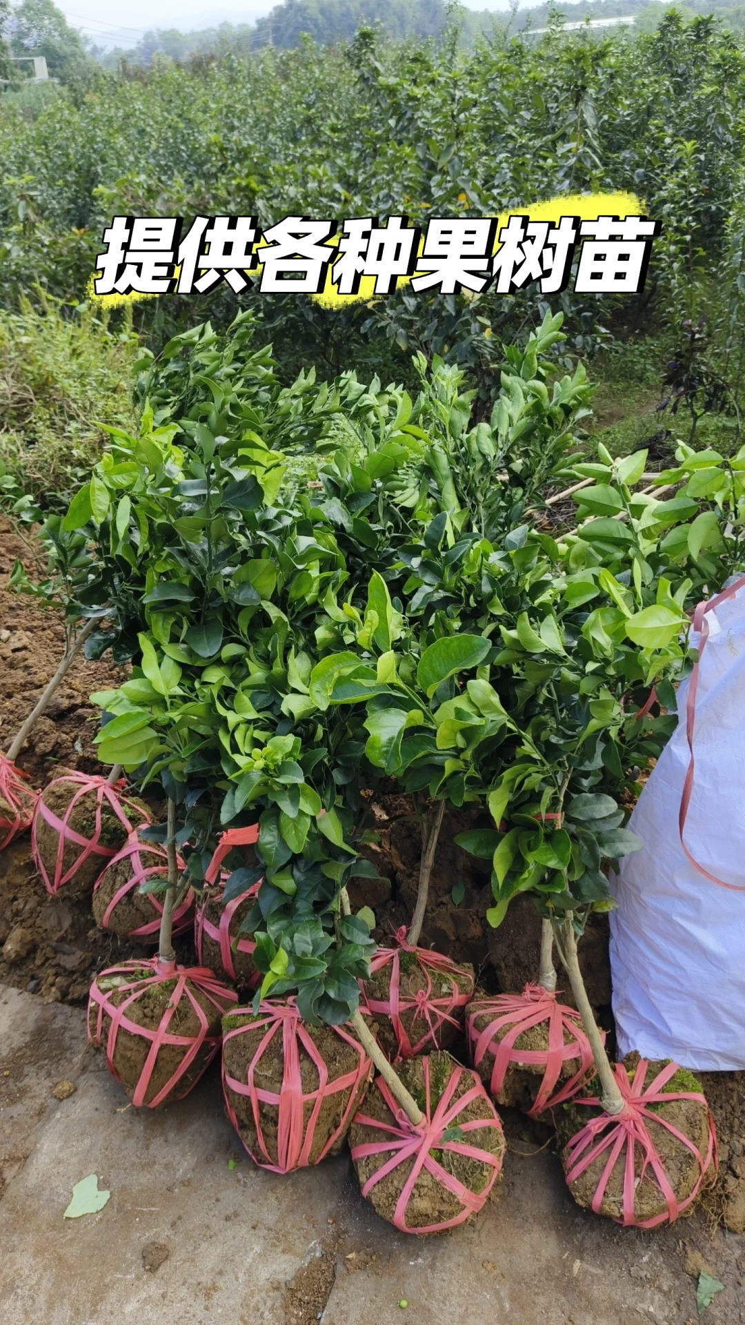 提供各种新品种果树苗总有一种适合您