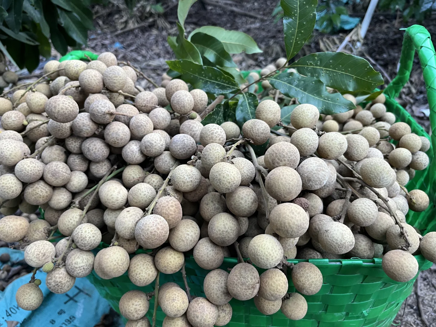 农家有机肥种植的龙眼，只卖4块多一斤还包邮