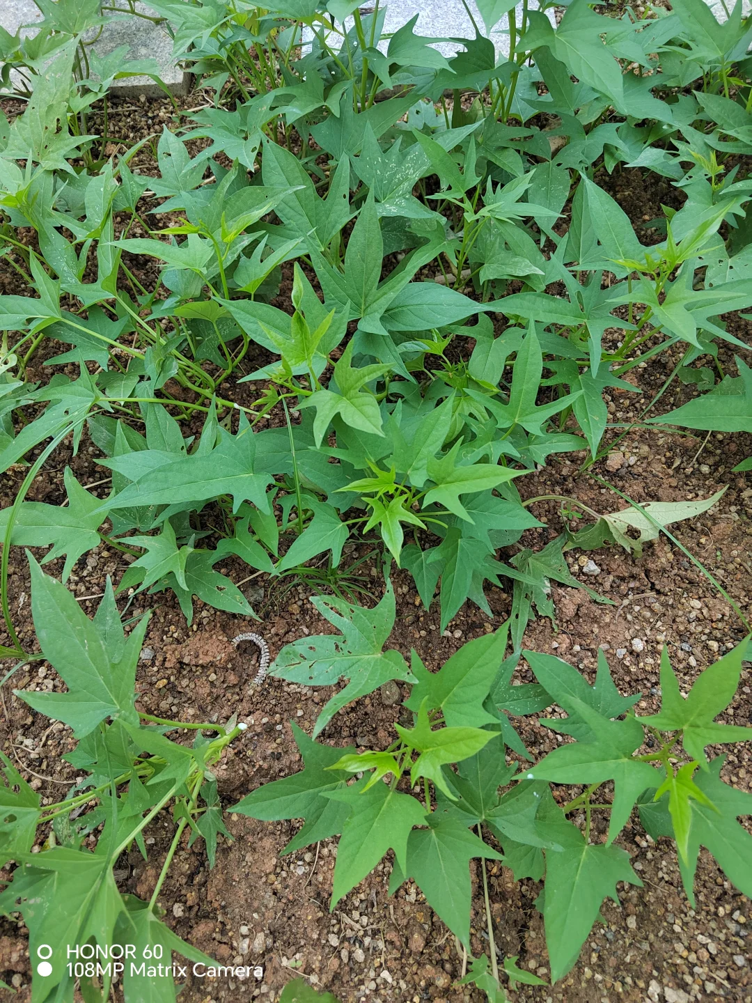 谁能百分百说出这些菜名？