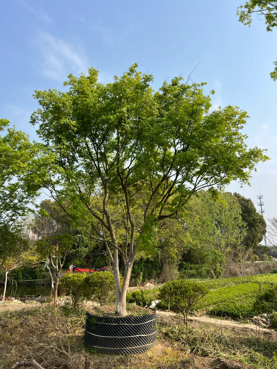 丛生鸡爪槭大量