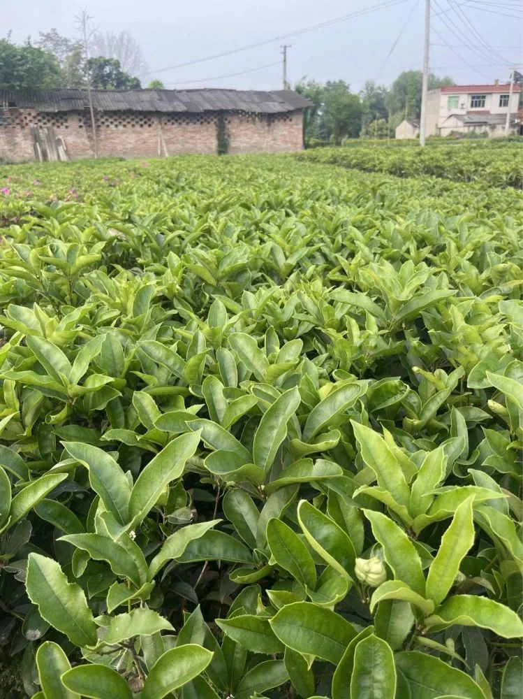 成都苗木基地 本地草花灌木批发，可施工