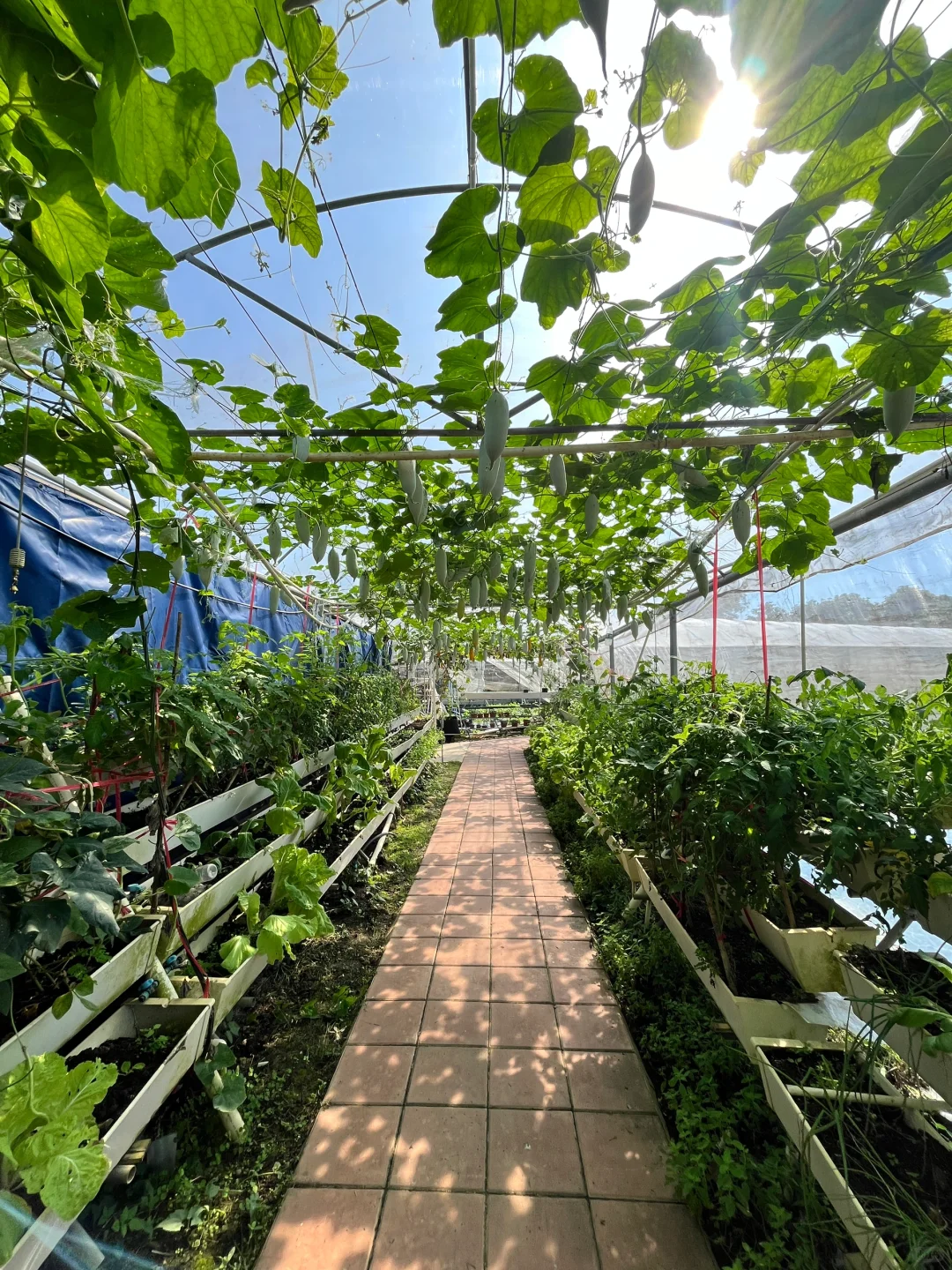 28岁不上班，在中山包了200亩地种菜?