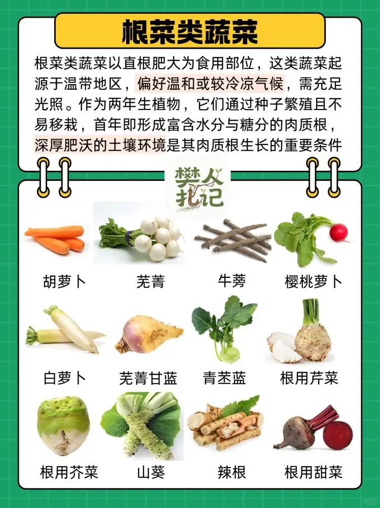 不知道种什么菜❓蔬菜清单看这里（上）