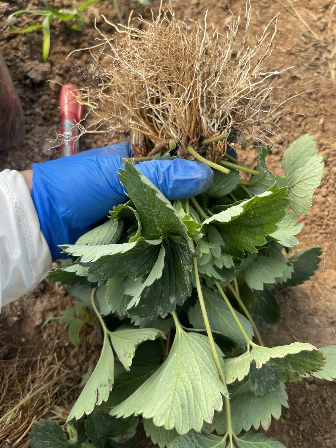 挖几棵看看苗情