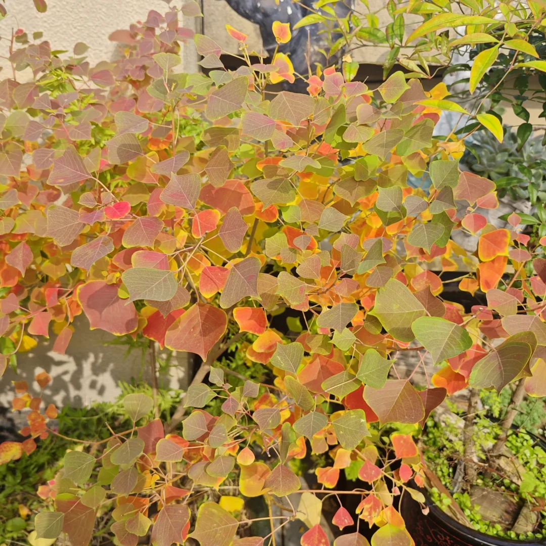 捡来的乌桕长大了