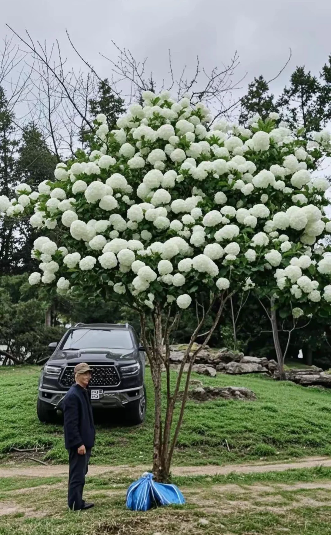 木绣球古树地景，最好的资源