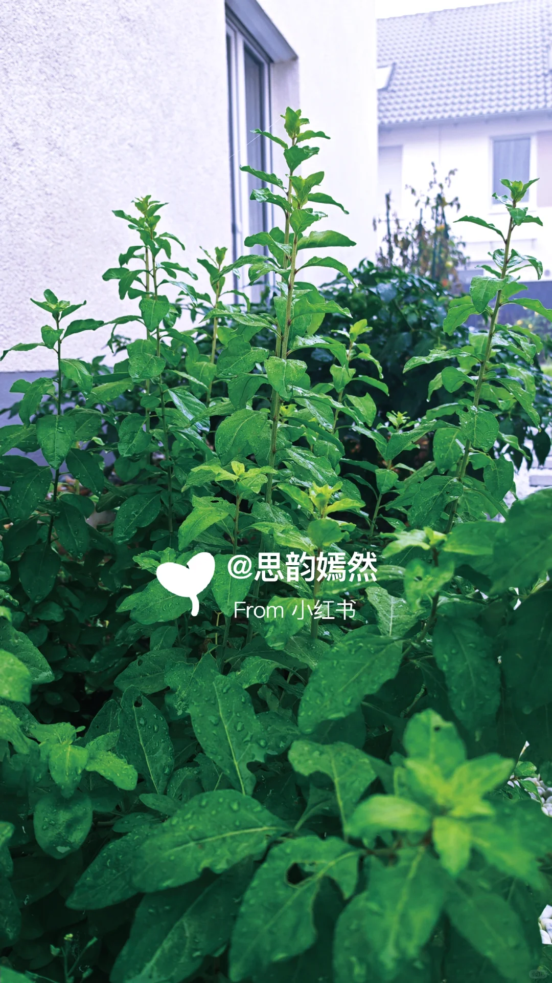 ??德国冬季蔬菜种植与暖棚的使用