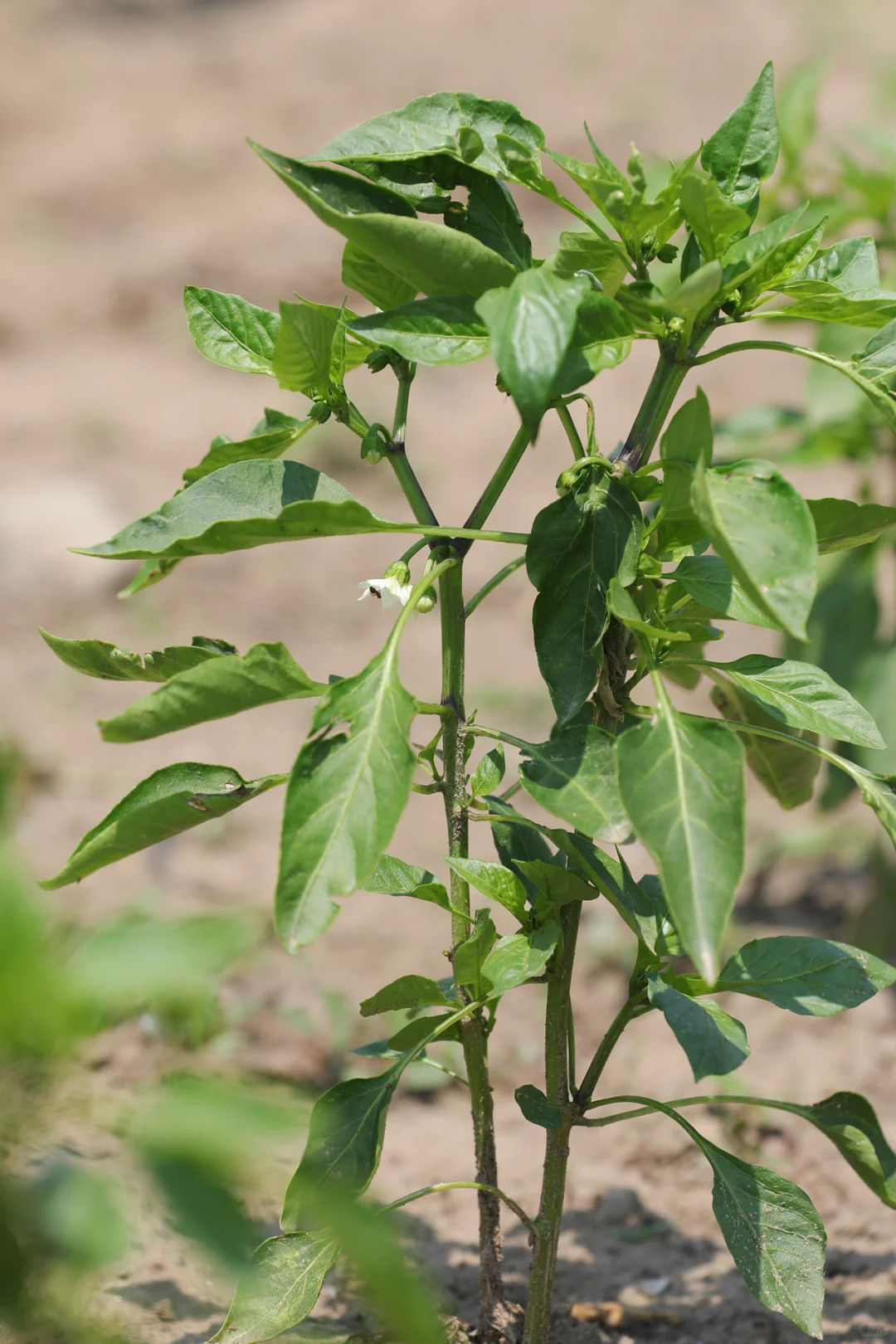 看看菜园子里面有什么