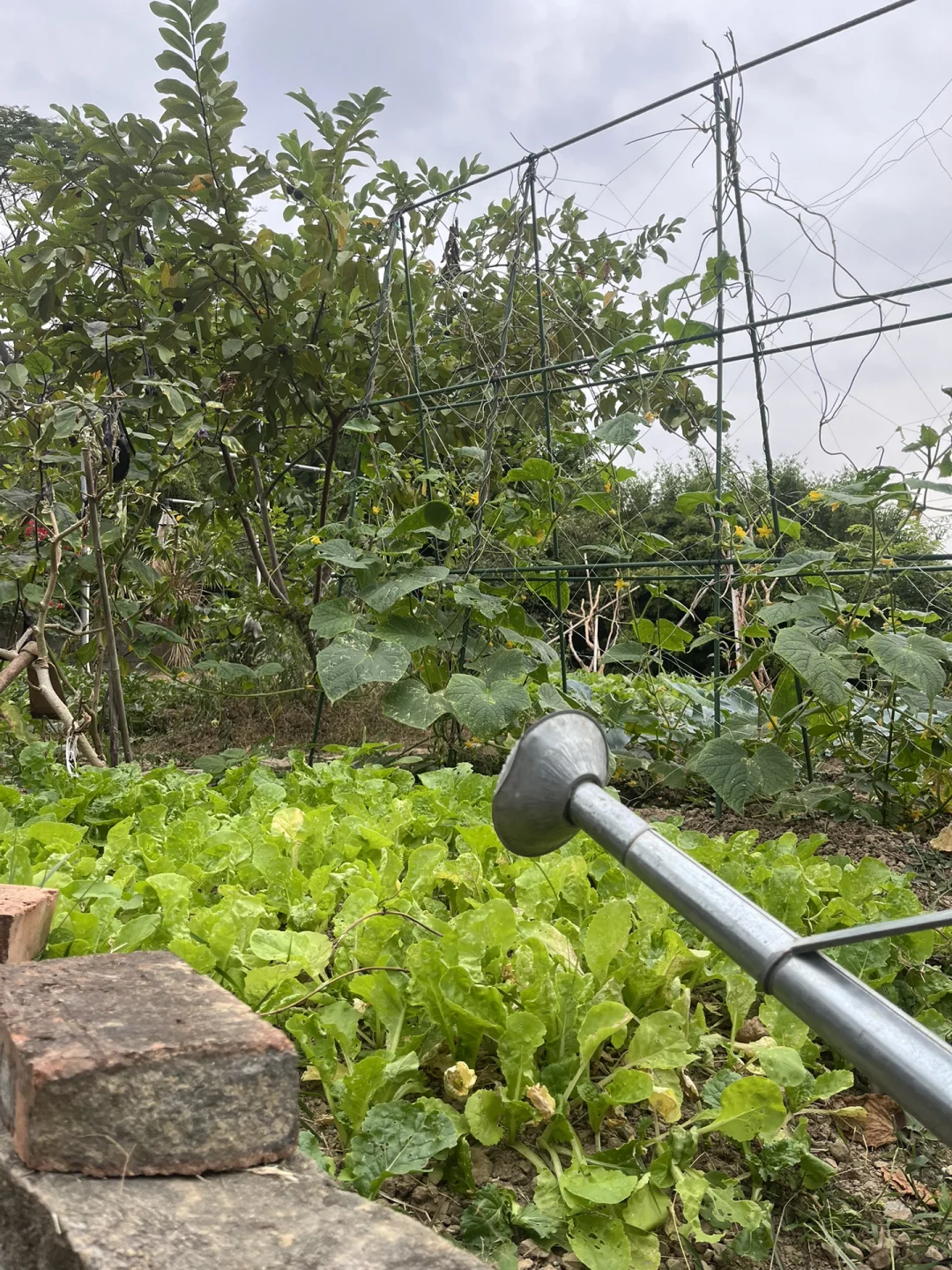 农场招室友！一起种菜撸?躺平呀?