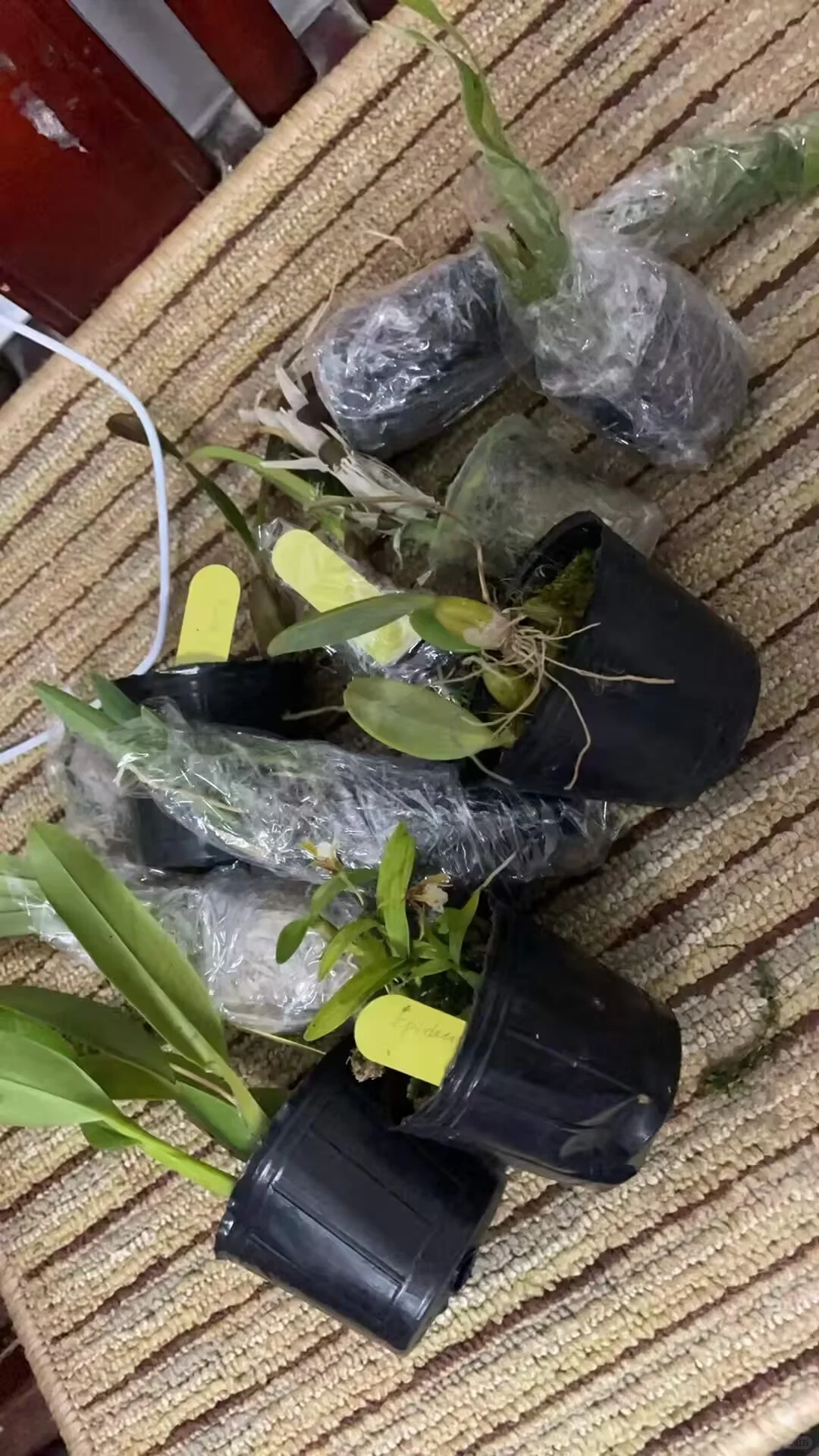 国外蔬菜种子无单证进口