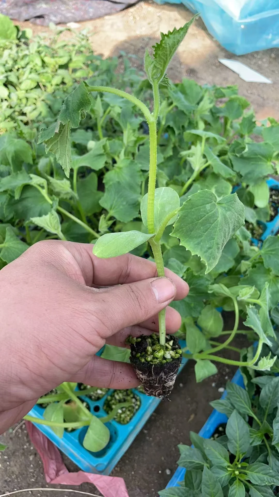 合集⭐蔬菜苗6.8?到手6株‼️58个品种可选✅