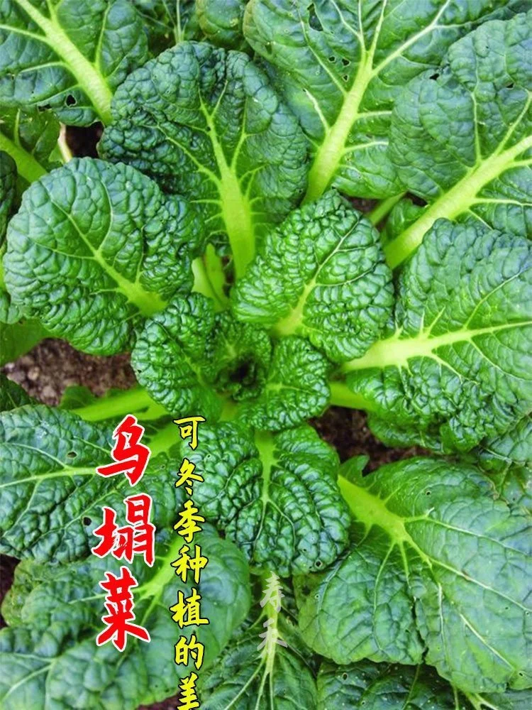 11月种这”越冬四宝”菜，阳台菜园绿意盎然