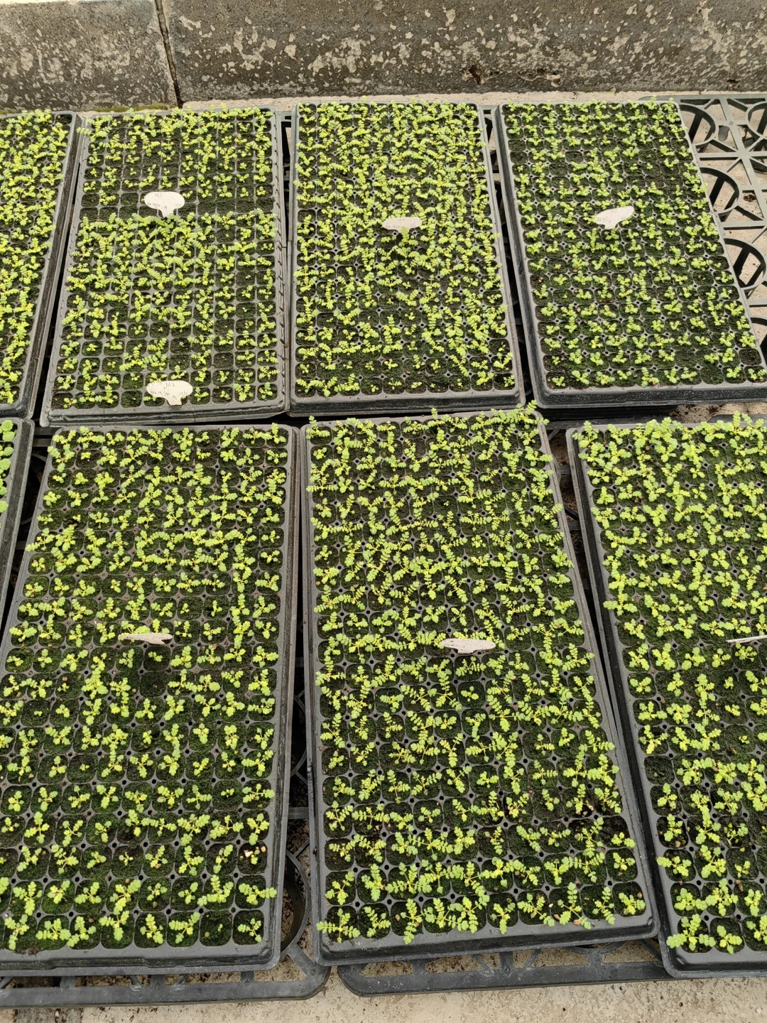 安徽羽叶报春每月一批种苗，1000株