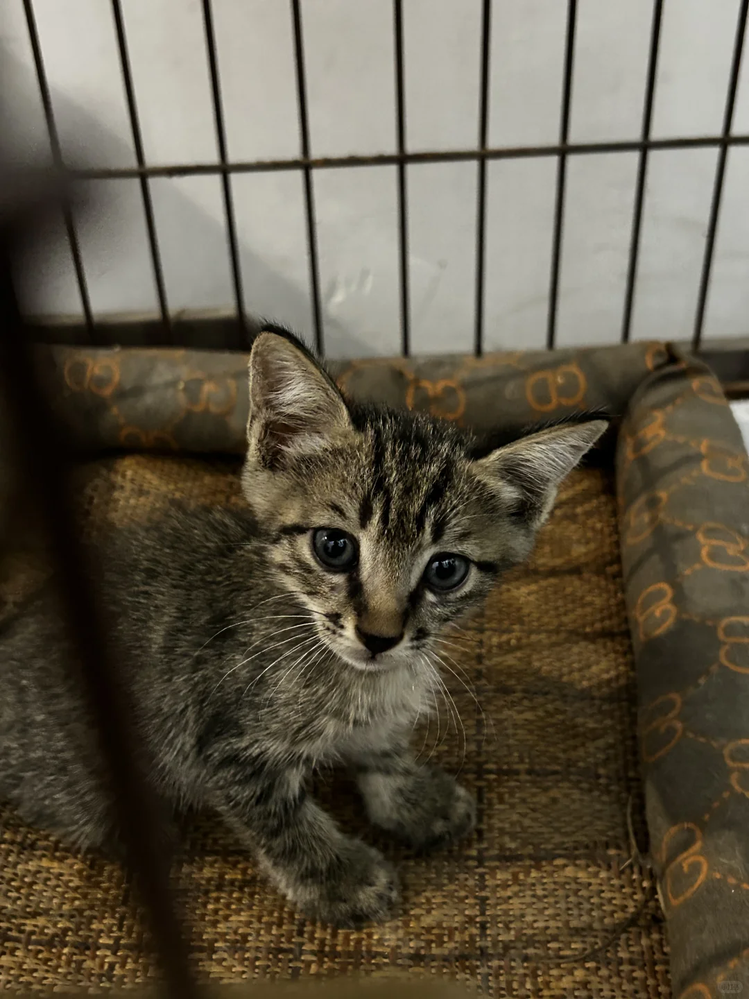 一个人玩十亩农场，累的还剩半条命，明年还种