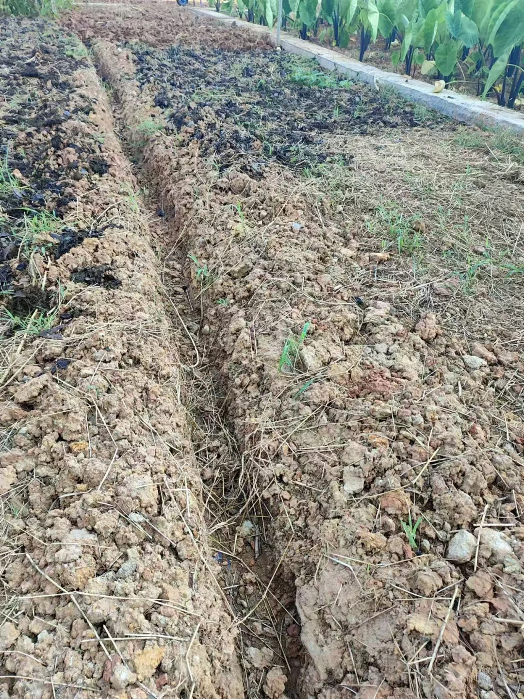 ?堆肥小妙招，生活垃圾变宝藏?