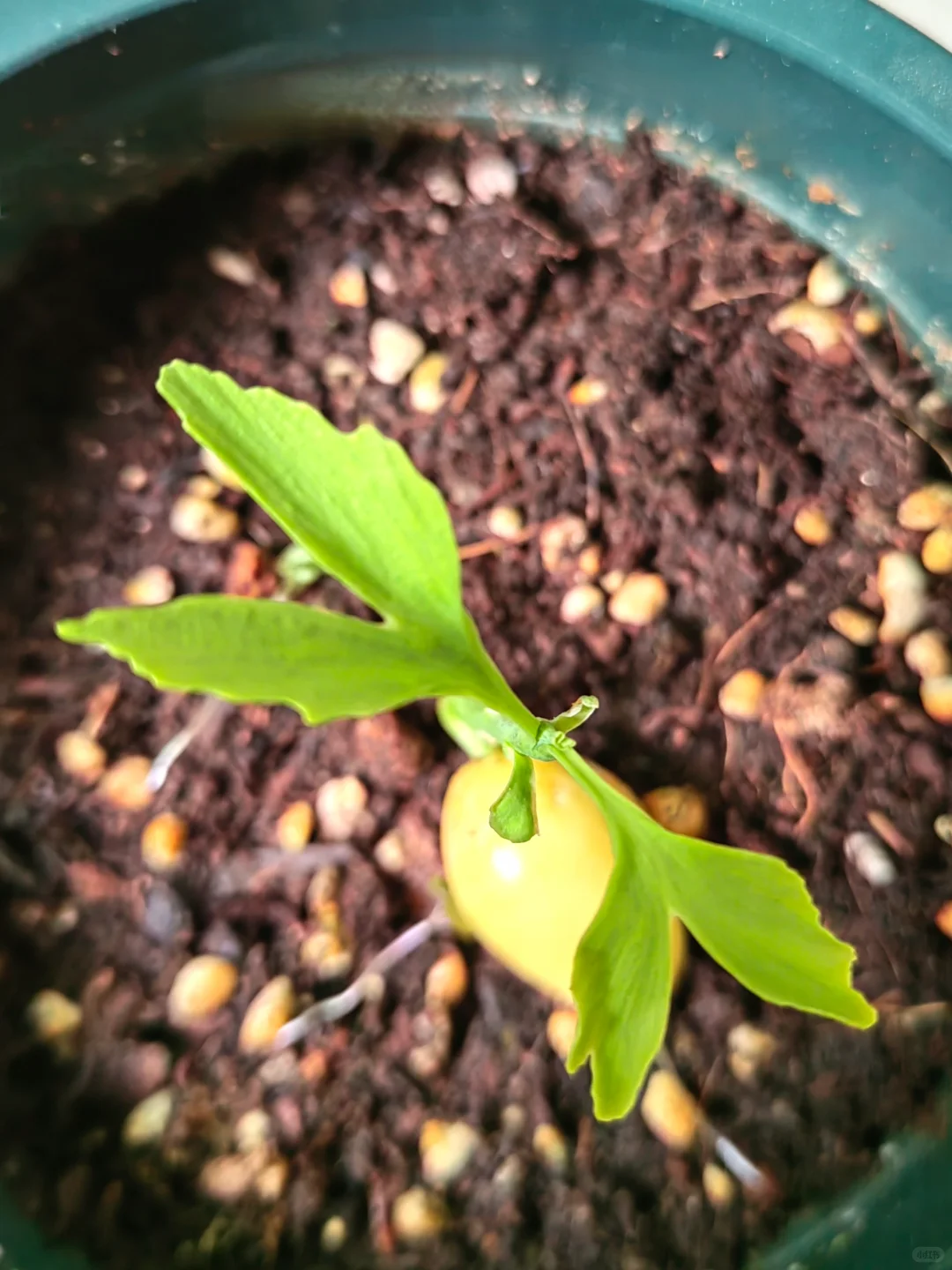 银杏种植教程｜从种子到树苗很简单?