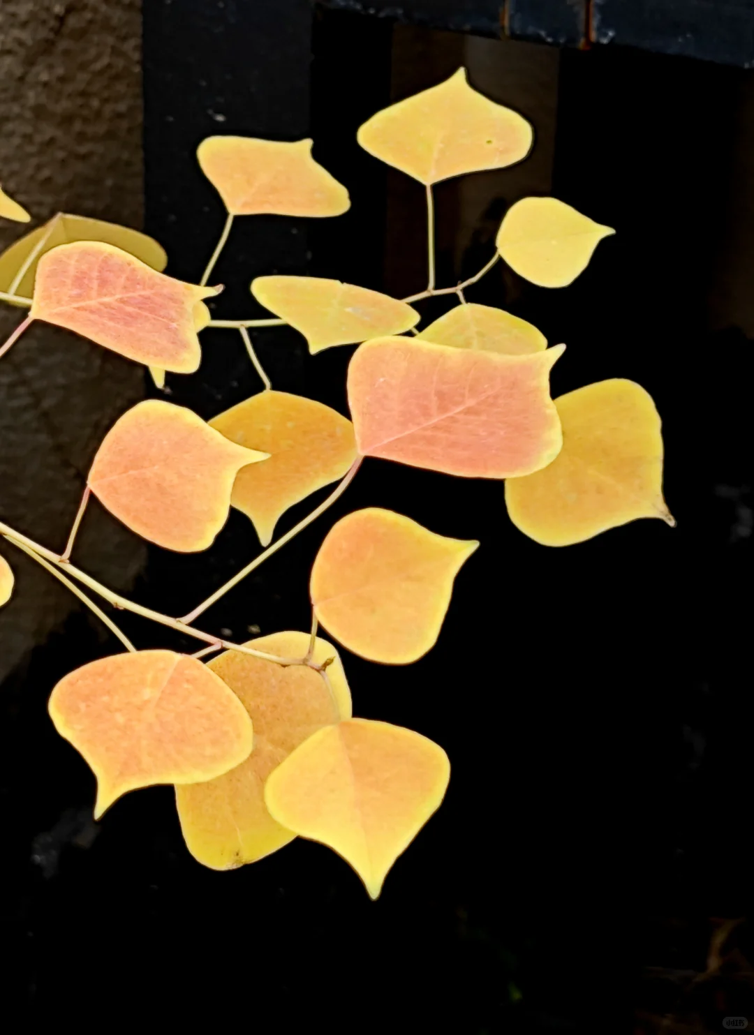 捡来的乌桕长大了