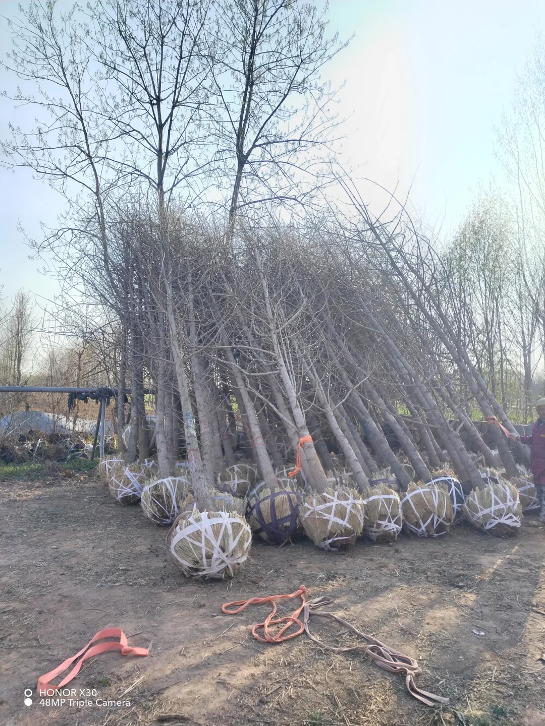 1--15公分银杏树