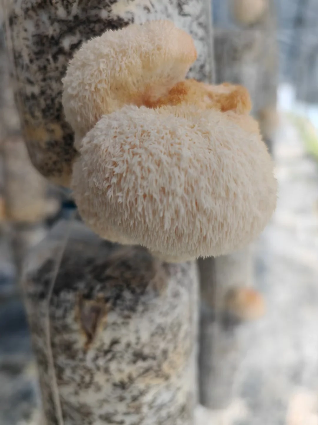 这些年种植菌类的心酸与苦辣,只有其中人懂