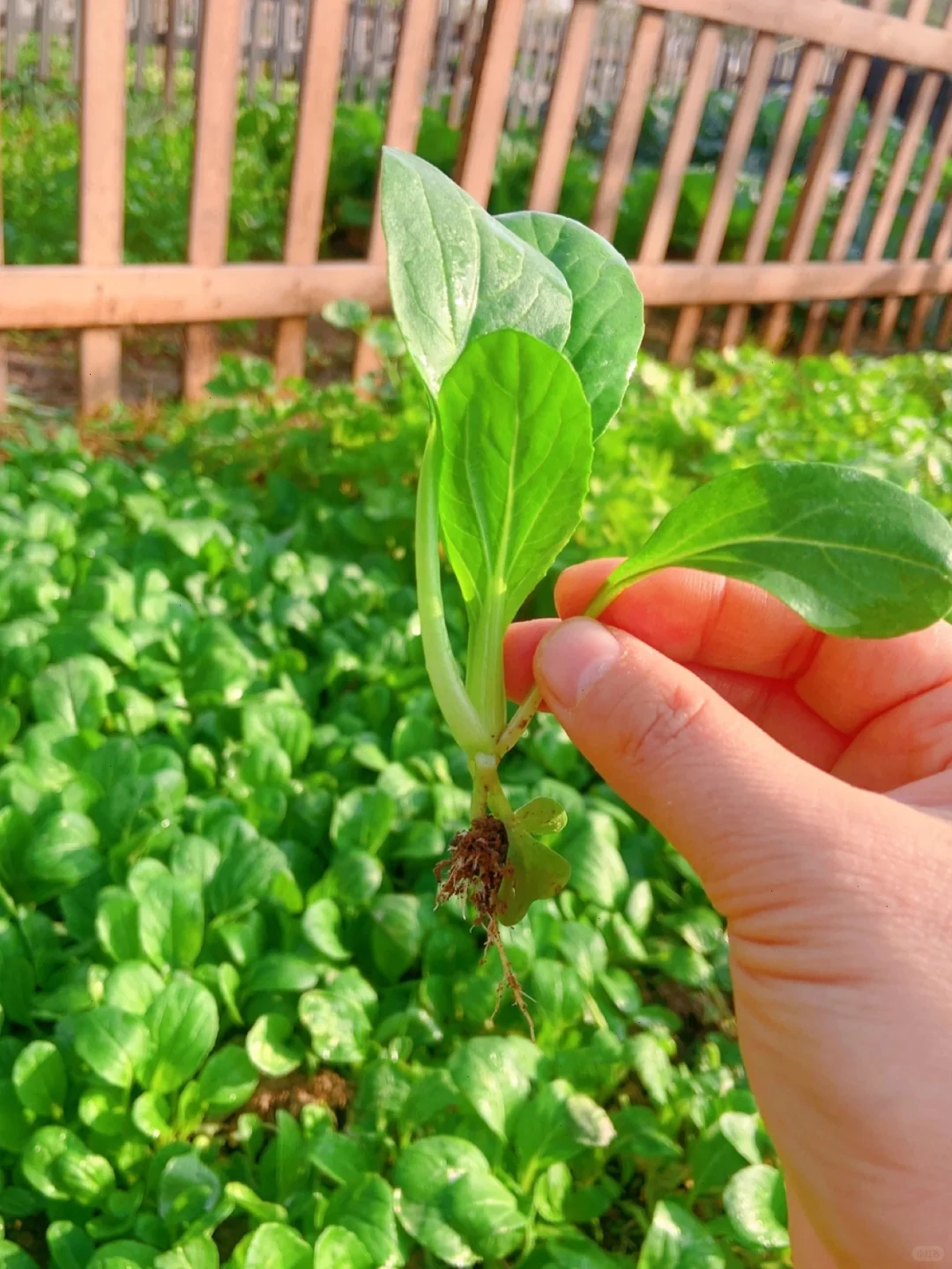 【2】农村电商，租地经营模式