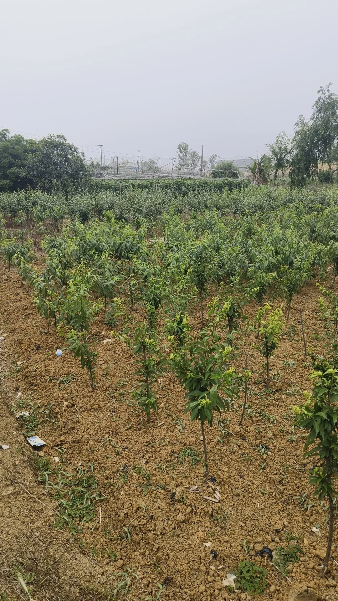 成都市龙泉驿区果树苗圃基地