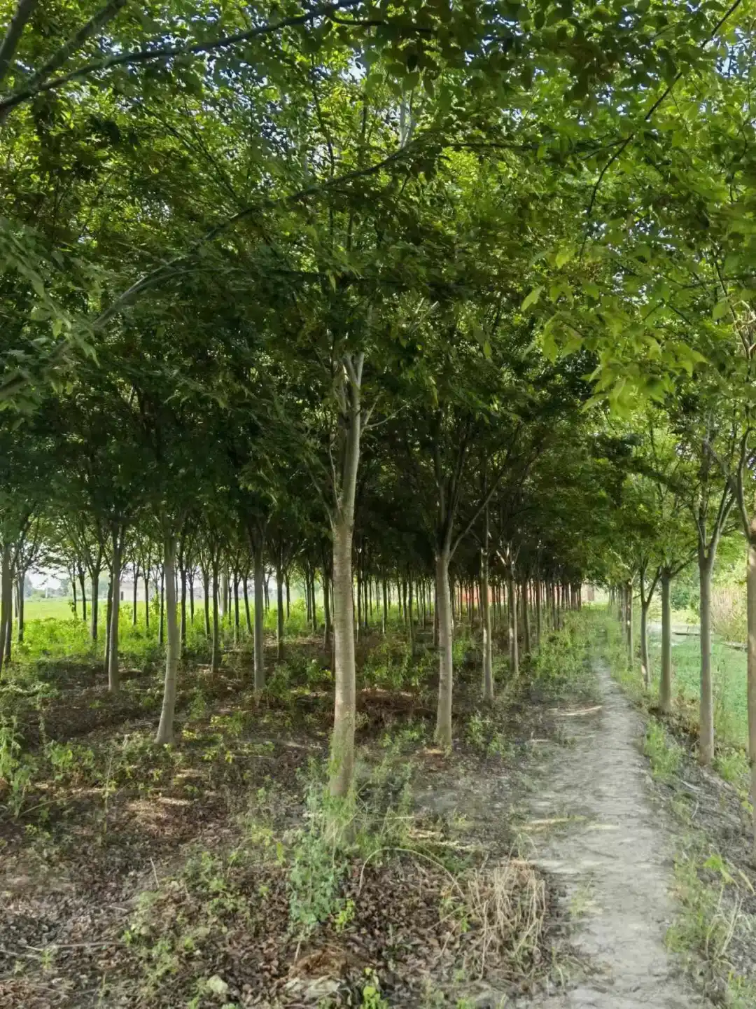 自家红榉树退林还耕急处理，价格实惠！