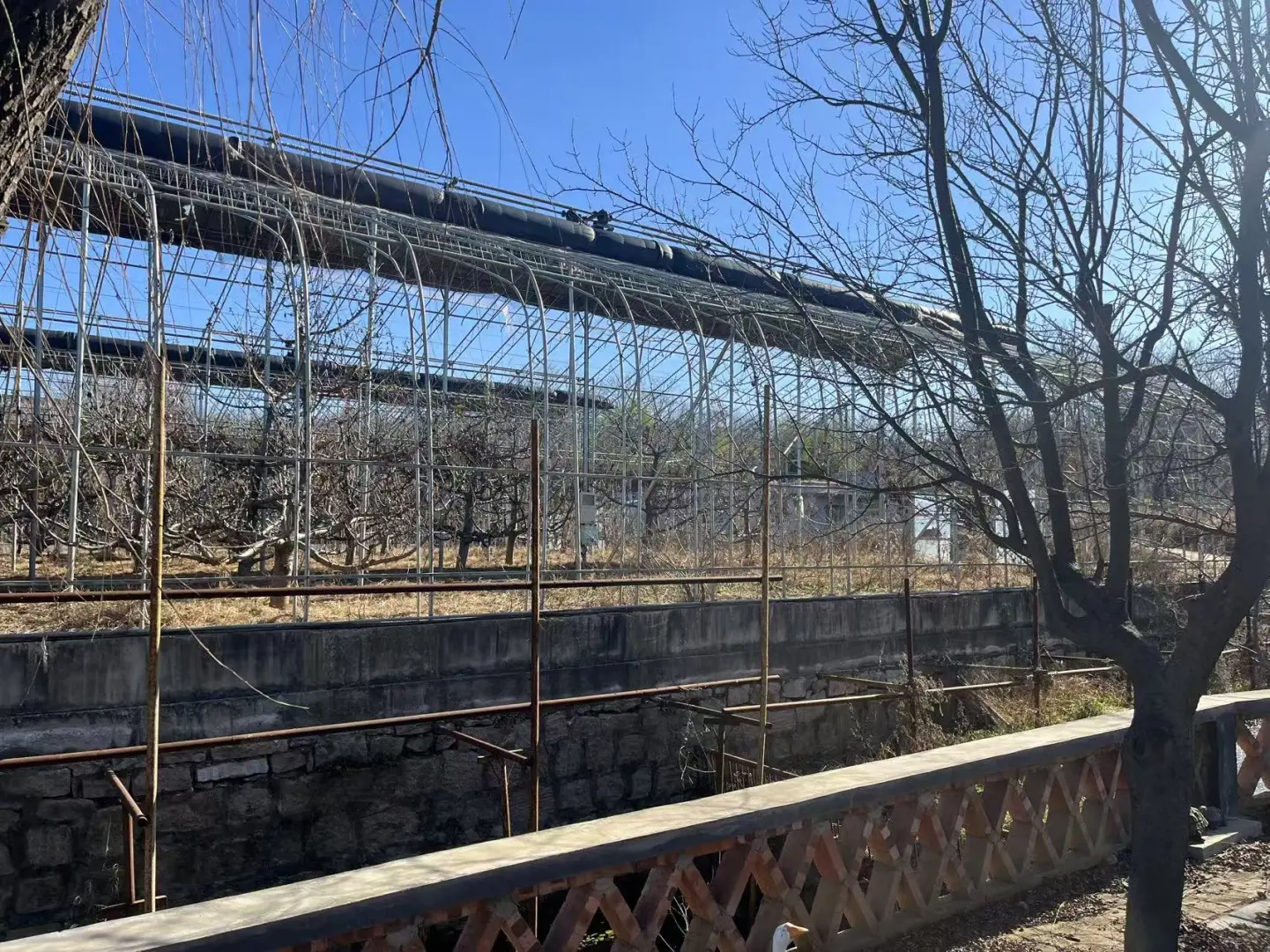 农业硕士返乡创业记录之中药材项目