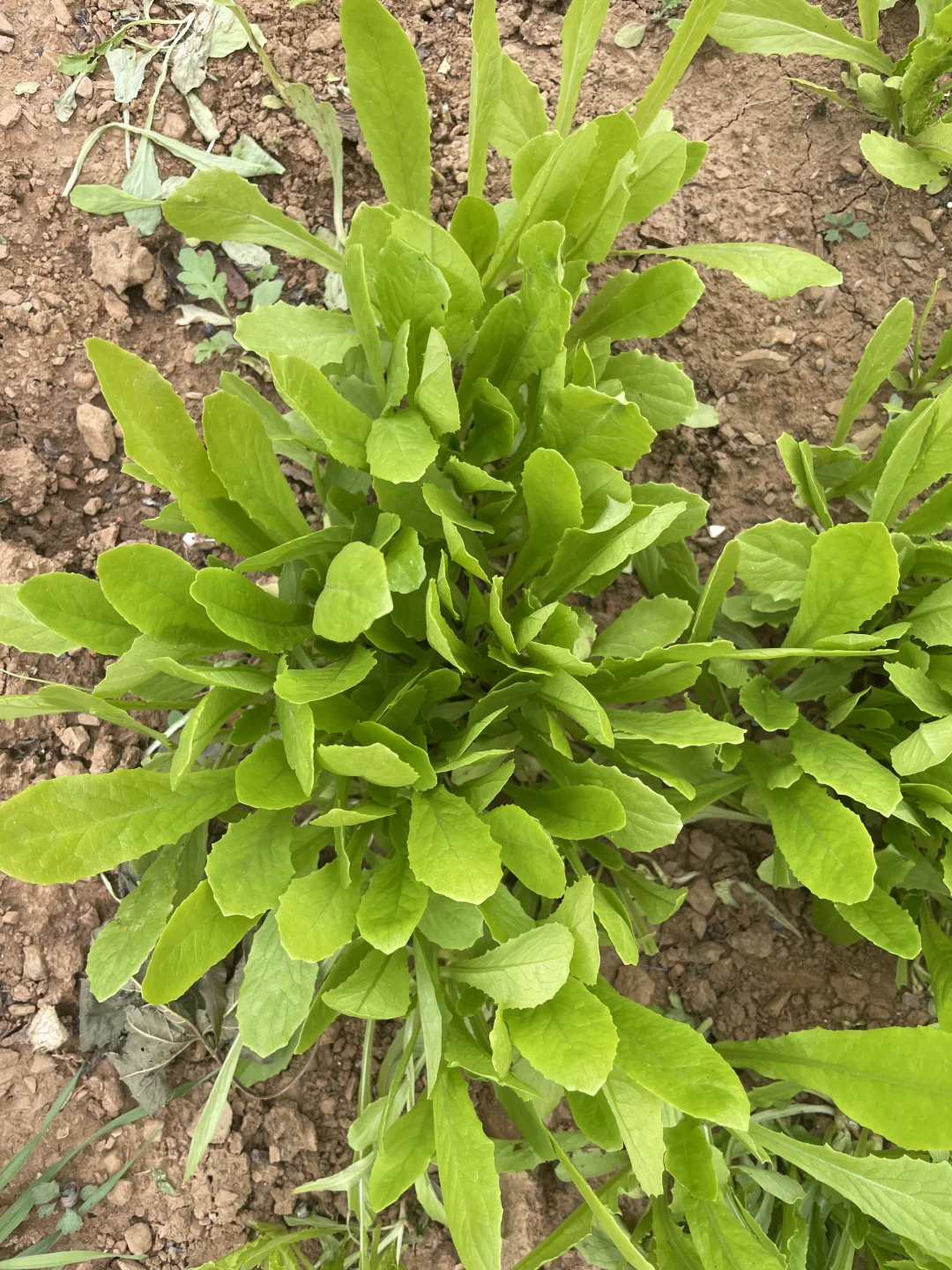 深秋的菜园子！