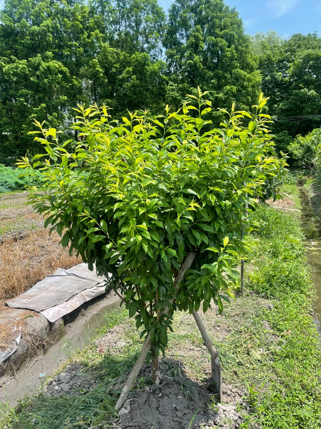去年冬天买的果树苗都长大了