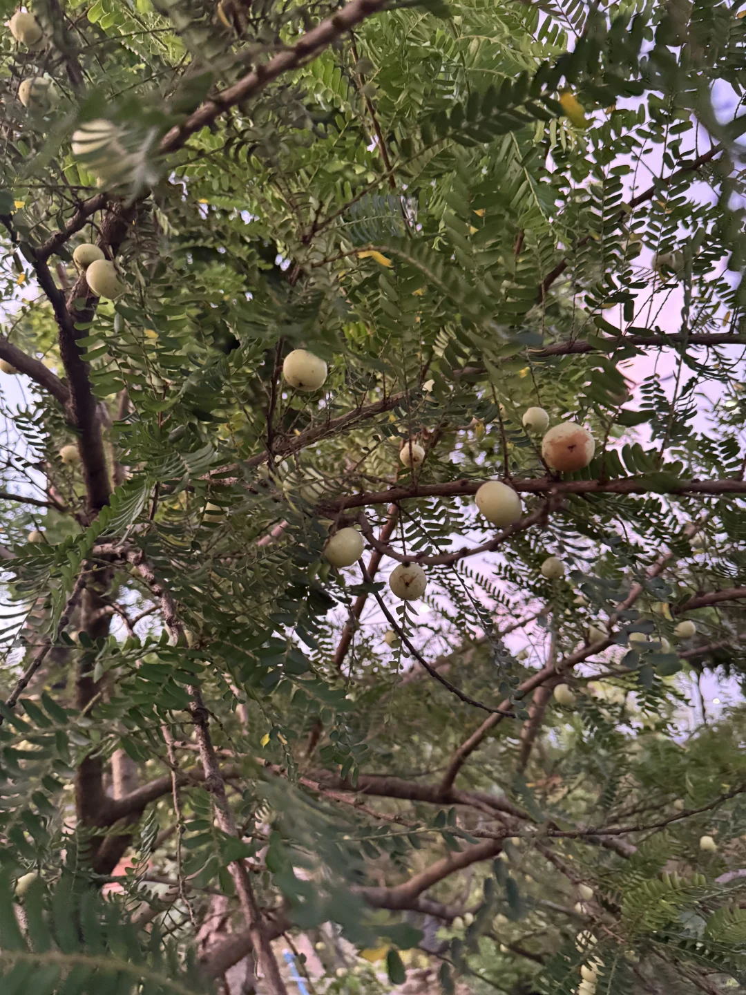 绿化树苗木园林