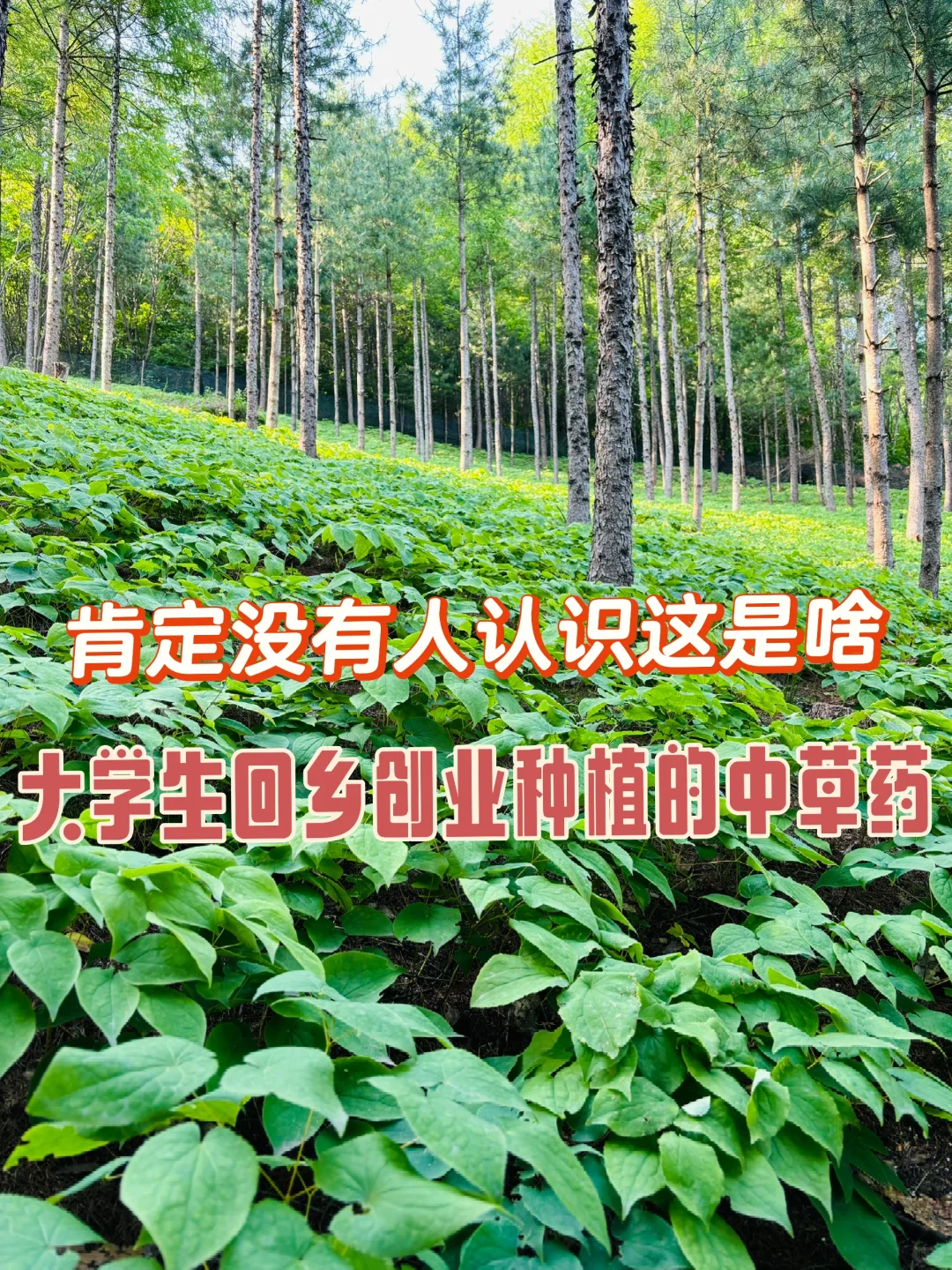 百分之九十的人不知道这个是啥