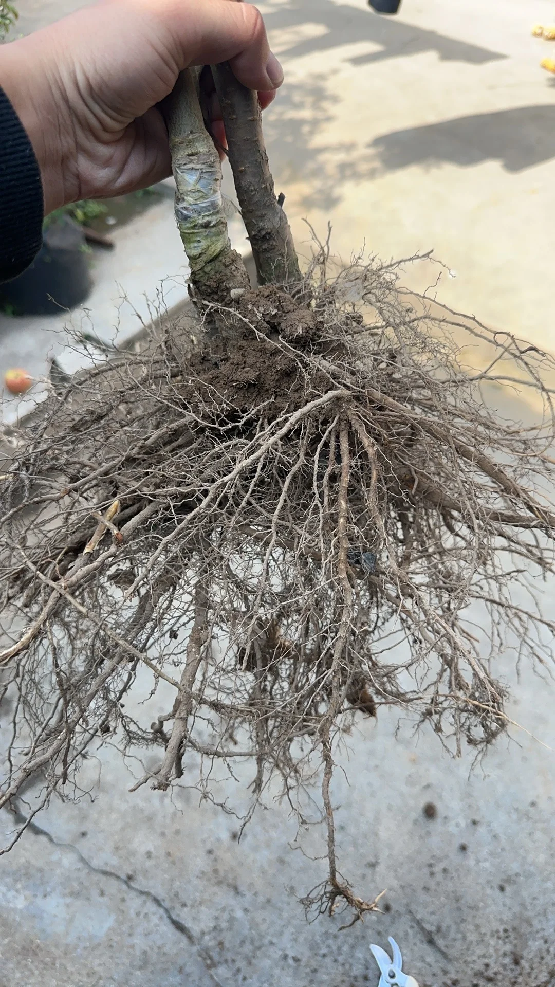 昨天发到国外5棵不同品种的小樱桃树。