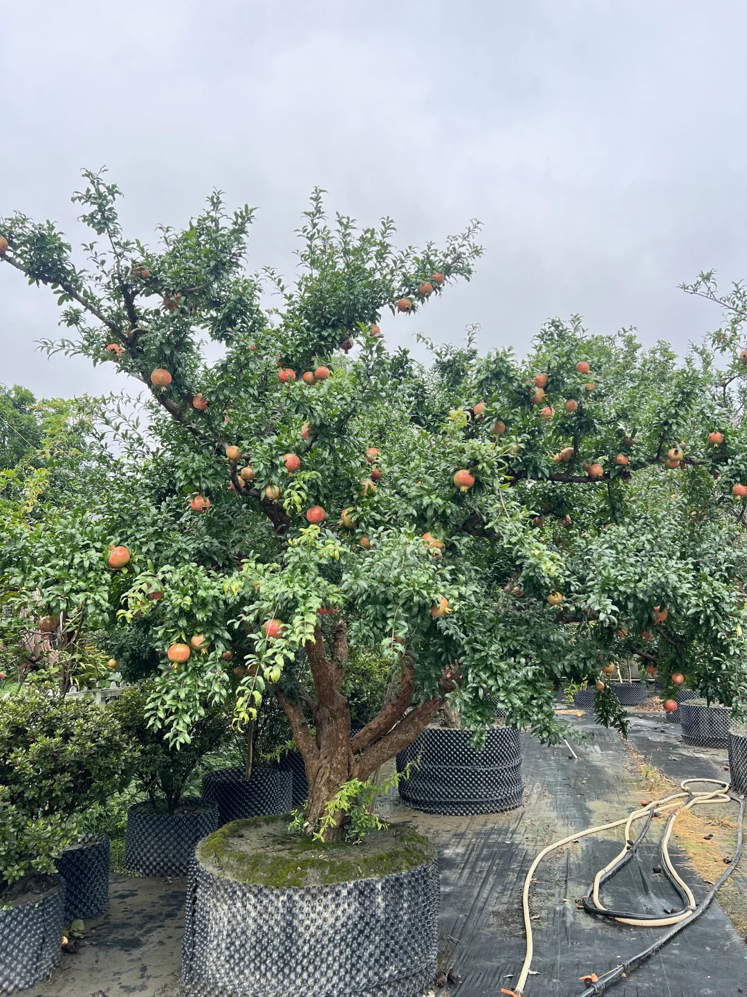 又到了吃石榴的季节了