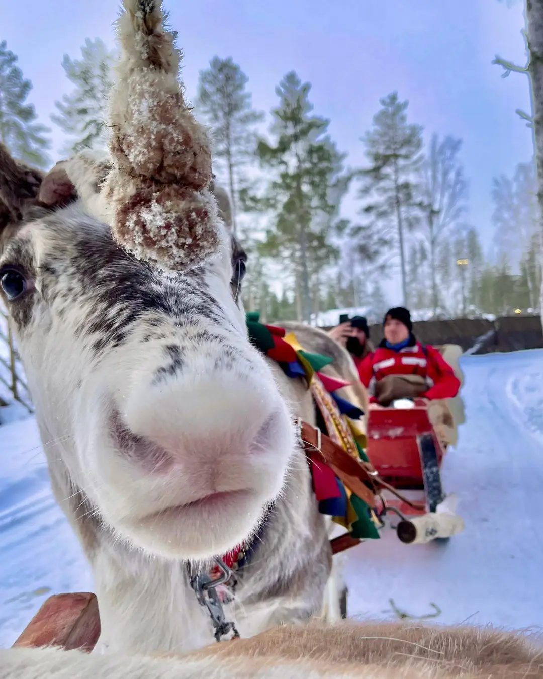 北欧追光：帝王蟹+玻璃屋，一价全含！