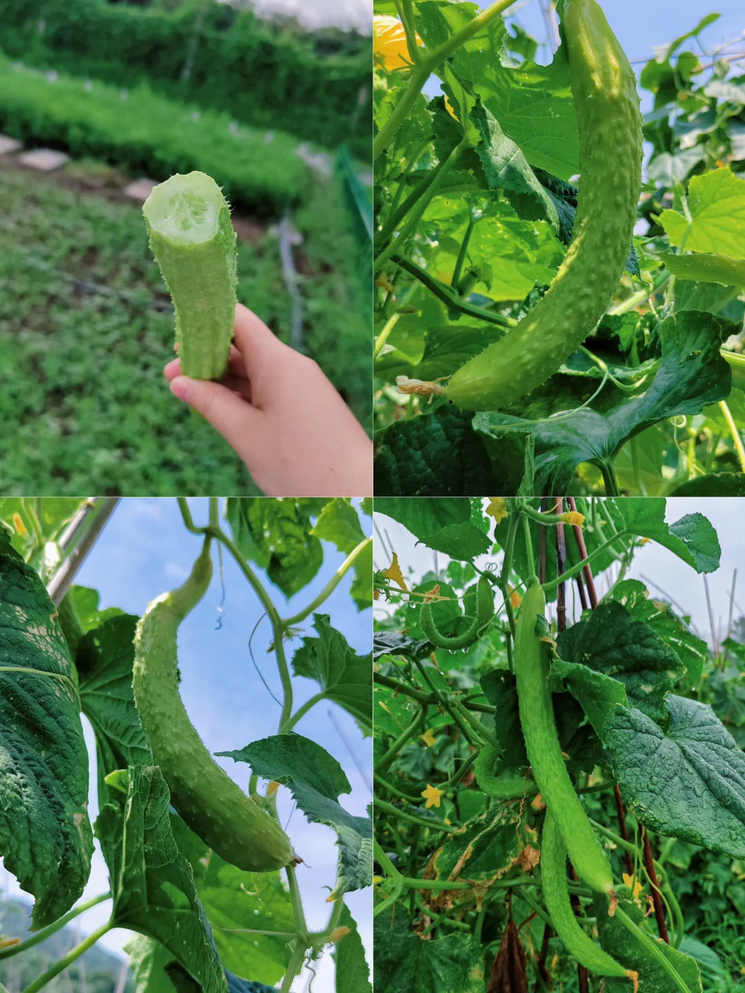 菜园子的治愈瞬间,想看你们种的菜~