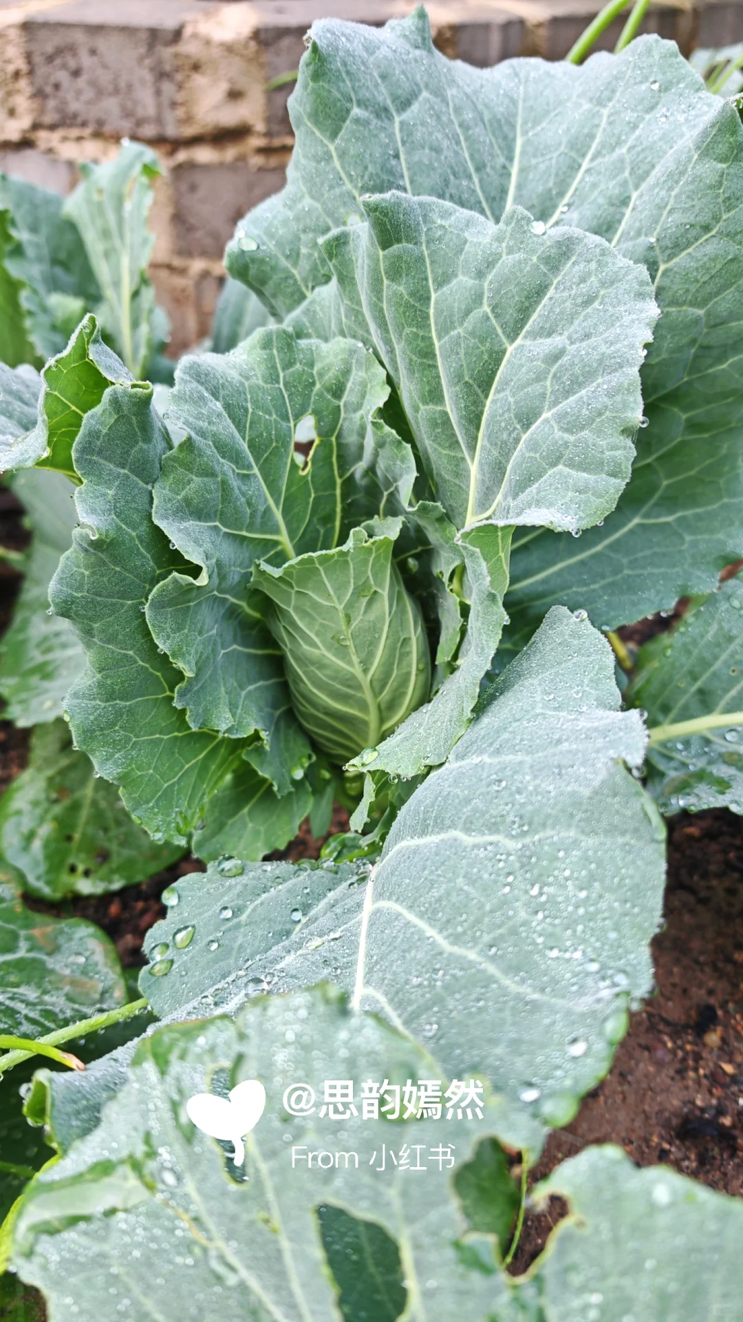 ??德国冬季蔬菜种植与暖棚的使用