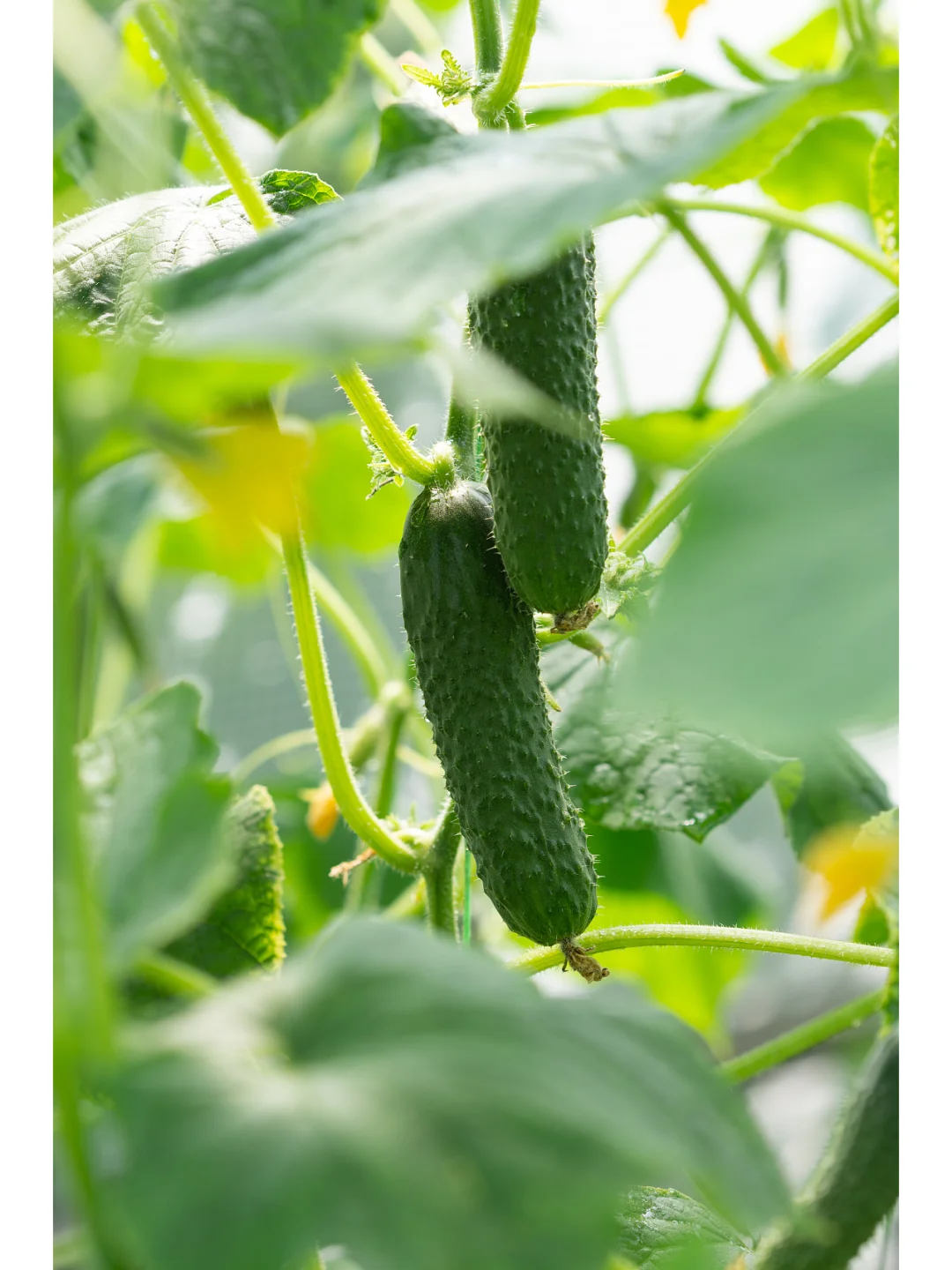 黄瓜种植：选种、选地、、整地、育苗、定植