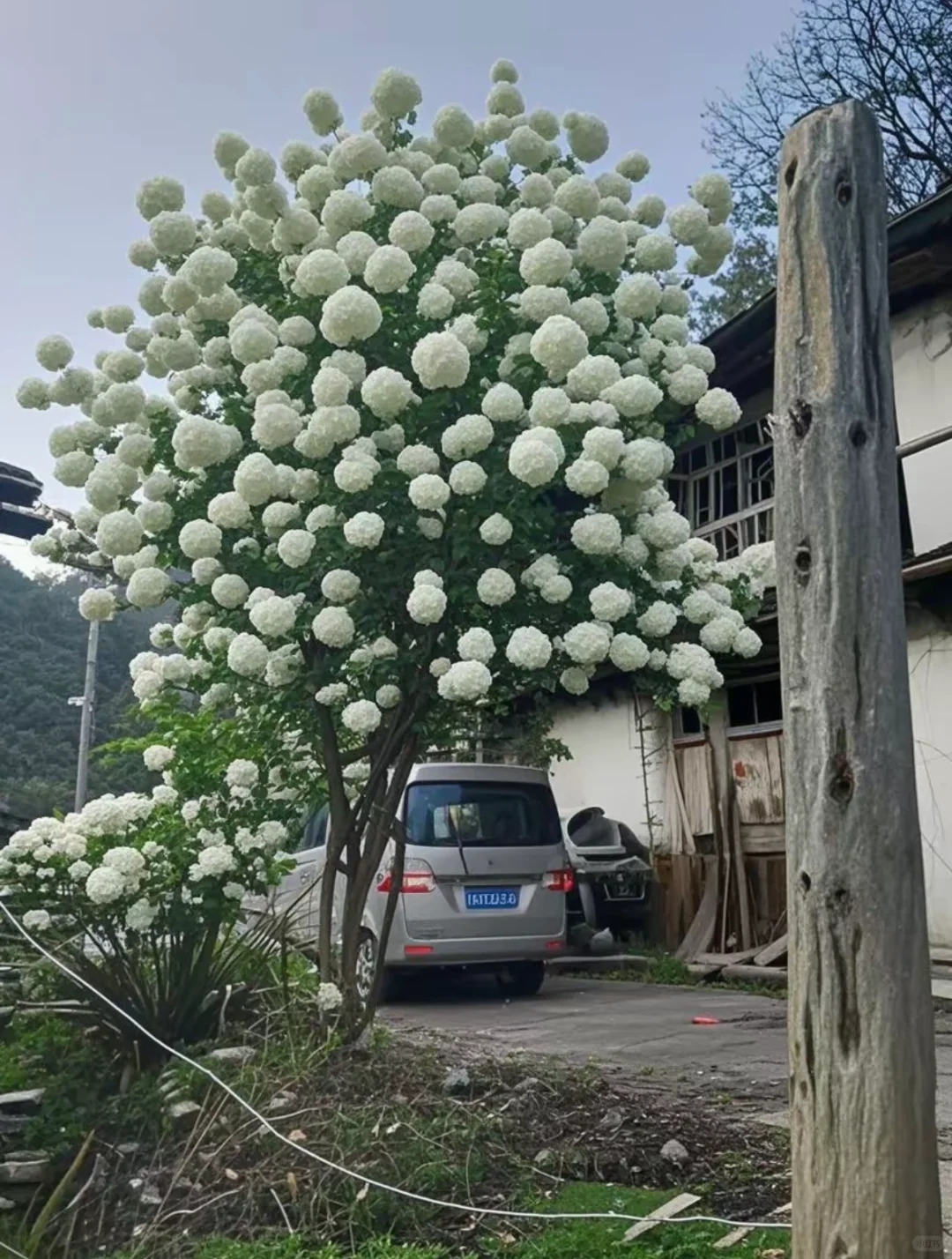 木绣球古树地景，最好的资源