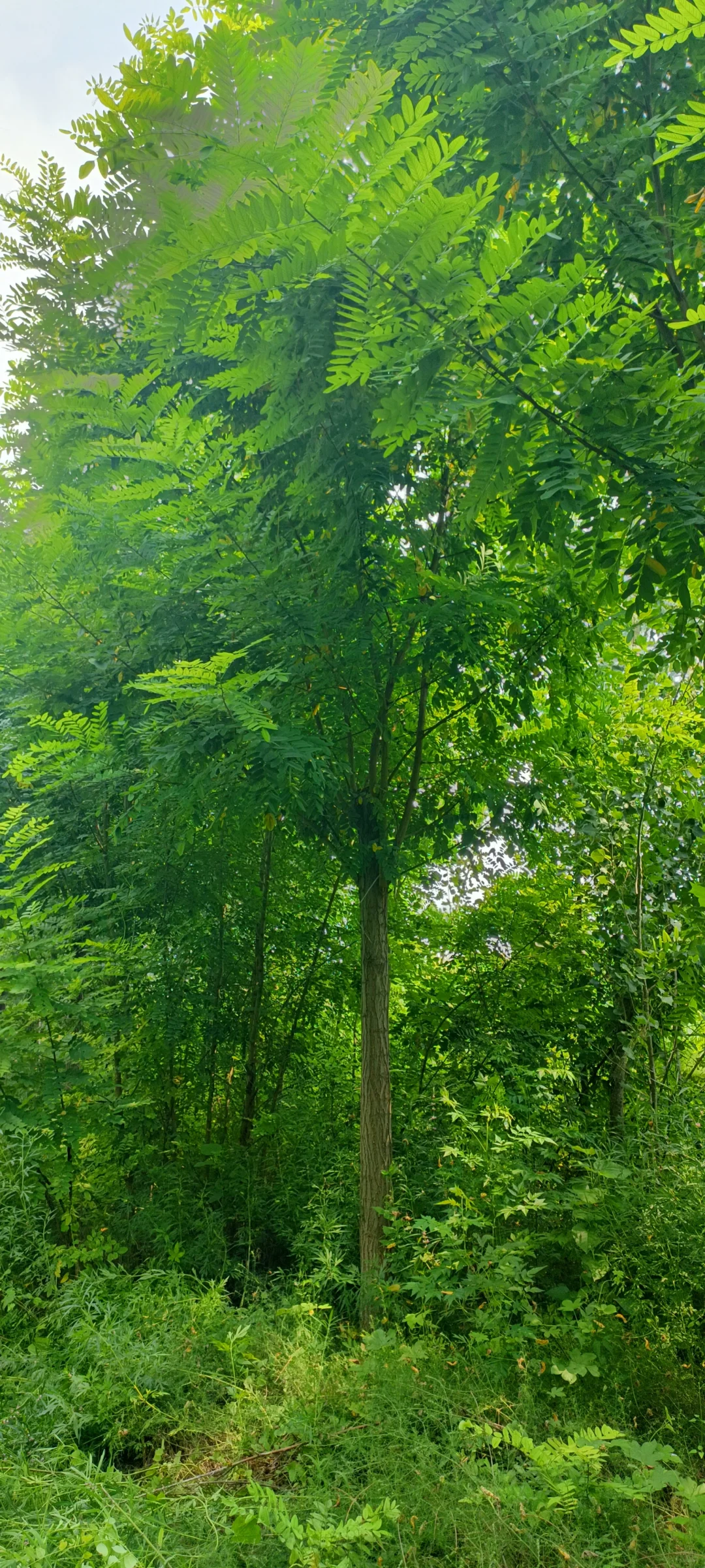 千亩绿化树，绿化苗木