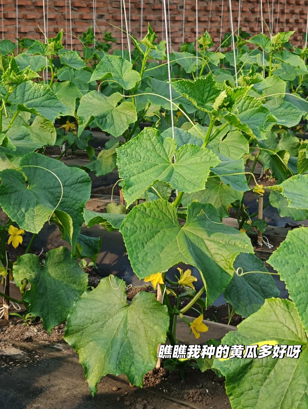 00后男大逃离江浙沪决定振兴东北回村种田？