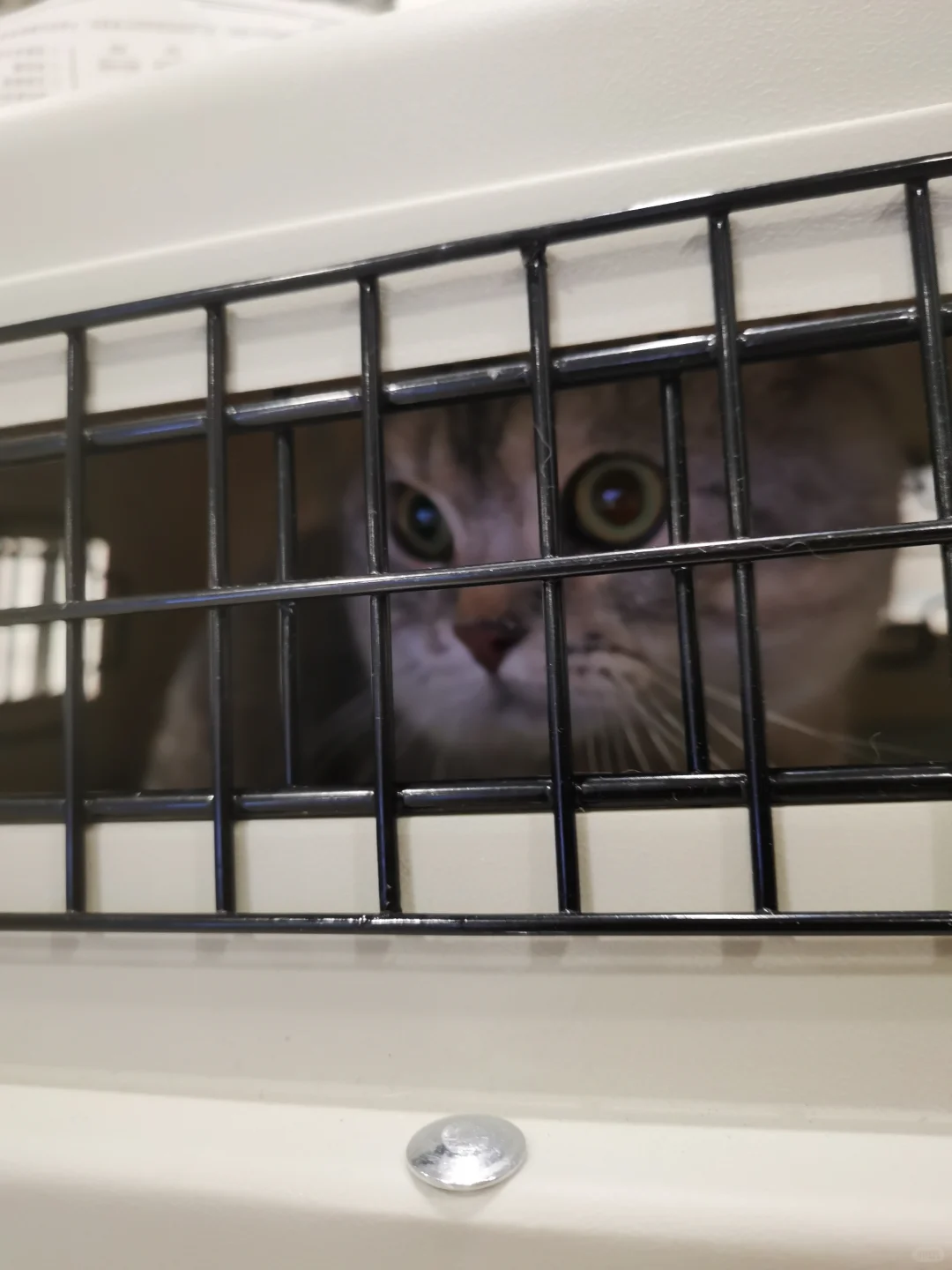 猫猫1500公里跨越保姆级攻略来咯！（1）